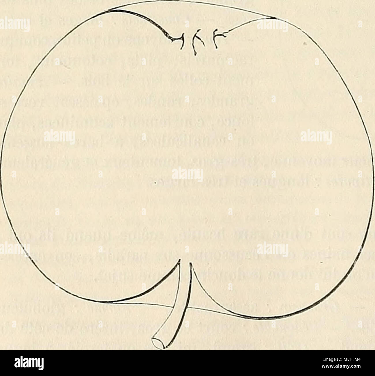 . Wörterbuch de pomologie: Contenant l'histoire, la Description, la Abbildung des Früchte Früchte anciens et des modernes les plus gÃ©nÃ©ralement connus et cultivÃ © s. Beschreibung de l'ar-bre. Â Bois: trÃ¨s-fort. Â Rameaux: nombreux,. presque Ã©rigÃ©s, Longs et trÃ¨s-Gros, bien coudÃ©s, duveteux et rouge - brun lavÃ © de Gris. - Lenti - Celles: des plus grandes, arrondies et clair-semÃ © es. Â Coussinets: larges et ressortis. Â Yeux: Assez gros, ovoÃ ¯ des-allongÃ©s, trÃ¨s-cotonneux, lÃ©gÃ¨re- collÃ©s sur l'Ã©corce. Â Feuilles: grandes, Eizellen-les, longuement acumi-nÃ©es, rÃ©guliÃ¨remen Stockfoto