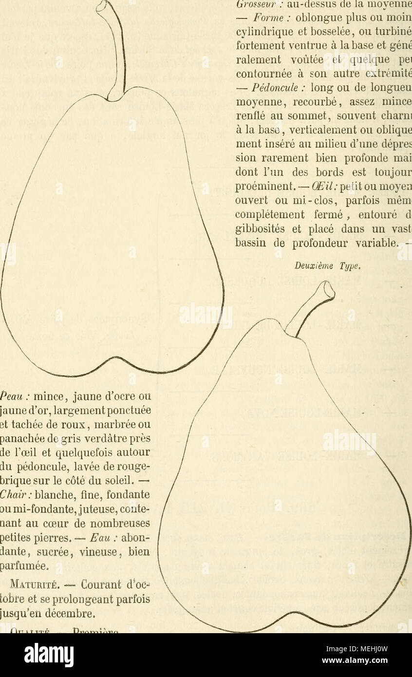 Worterbuch De Pomologie Contenant L Histoire La