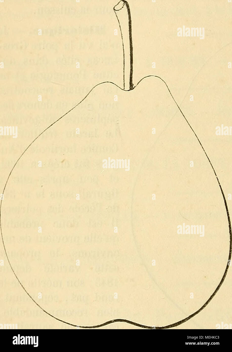 . Wörterbuch de pomologie: Contenant l'histoire, la Description, la Abbildung des Früchte Früchte anciens et des modernes les plus gÃ©nÃ©ralement connus et cultivÃ © s. 560. Poire GROS-MUSCAT ROND. Synonyme. Poires: 1. Muscat Rond (le Lectier, d'OrlÃ©ans, Katalog-des-Arbres cultivÃ©s dans son Verger et Pflanze, 1628, S. 6)." 2. Gros-Muscat rondelet (Dora Claude Saint-etienne, Nouvelle Anweisung connaÃ®tre les Bons Früchte, Gießen 1670, S. 54). Â 3. D'Aix (PrÃ©vost, de Rouen, Cahiers de pomologie, 1839, 1er Cahier, S. 31). Â 4. De Gargenville (Id. ebd.). Â 5. Gros-Muscat (Id. ebd.). Â 6. Gros Stockfoto