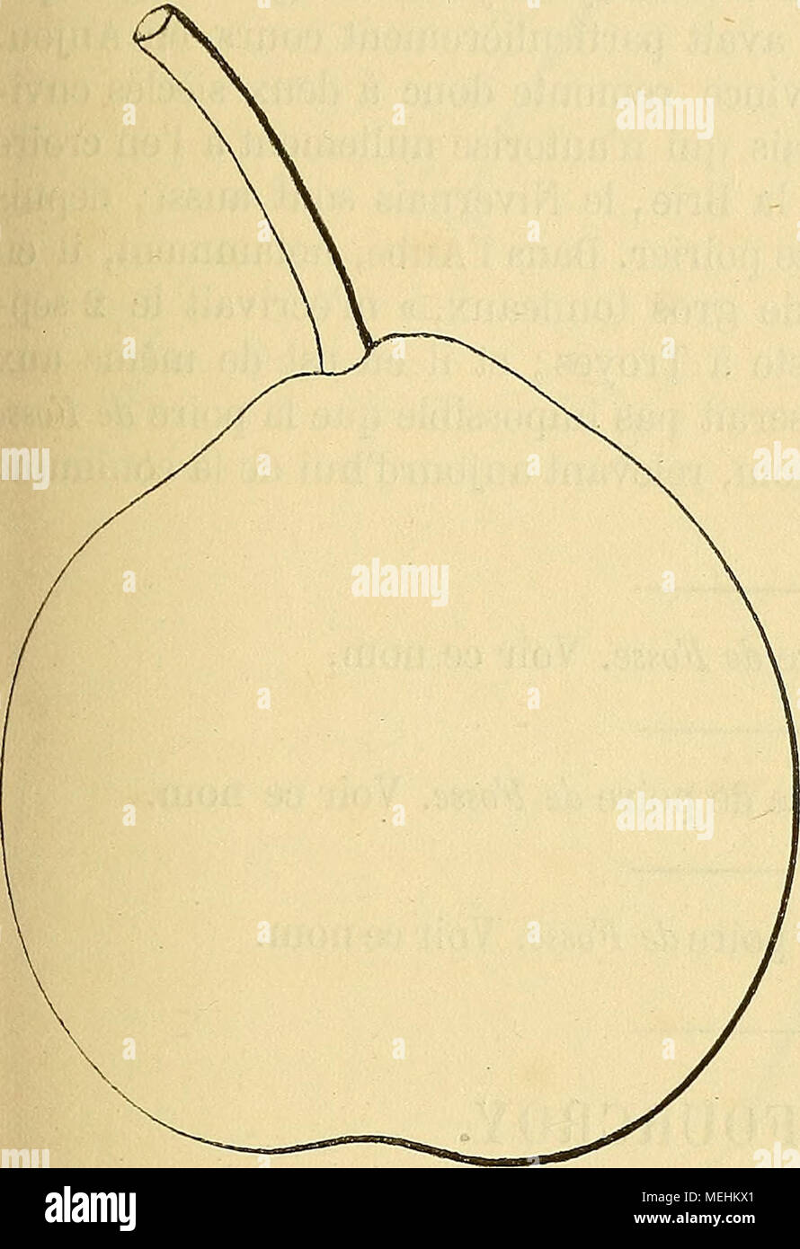 . Wörterbuch de pomologie: Contenant l'histoire, la Description, la Abbildung des Früchte Früchte anciens et des modernes les plus gÃ©nÃ©ralement connus et cultivÃ © s. DeuxiÃ¨me Art. Qualità ©. Beschreibung du Obst. Â Grosseur; au-dessus de la Moyenne et ins petite. Â Forme: turbinÃ © e-ovoÃ ¯ de ou turbinÃ © e-arrondie, rarement rÃ©guliÃ¨re, Parfois un peu mamelonnÃ©e au Sommet. Â PÃ© doncule: Lange, Gehacktes, recourbÃ©, obliquement ou perpendiculairement implantÃ© À la Surface du Obst. Â Åil: Grand, cotonneux, ouvert ou Mi-Clos, Presque saillant. Â Peau: jaune Clair, ponctuÃ©e et rÃ©ticul Stockfoto