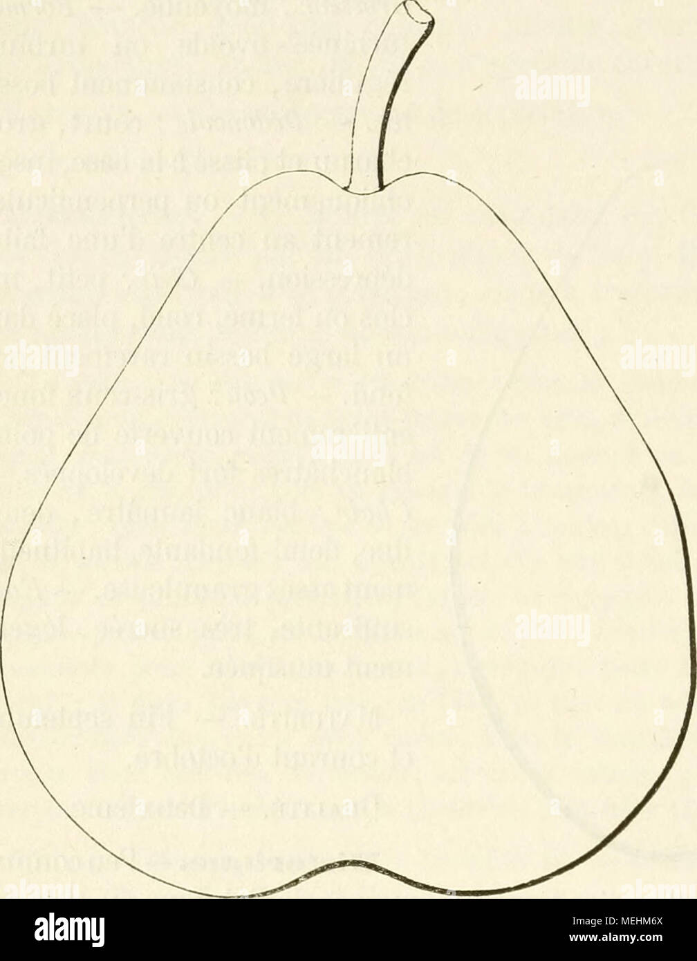 . Wörterbuch de pomologie, Contenant l'histoire, la Description, la Abbildung des Früchte Früchte anciens et des modernes les plus g © n©ralement connus et cultivÂ © s. Poires BEURRÃ PICQUERY et BEURRÃ PIQUERY. Â Synonyme de poire des Urbanistes. Voir ce nom. Poire BEURRÃ PLAT. Â Synonym de Bergamote crassane. Yoir ce nom. 246. Poire BEURRÃ POINTILLE DE ROUX. Beschreibung Le l'arbre. Â Bois: fort. Â Rameaux: Peu nombreux, Ã©rigÃ©s ou lÃ©gÃ¨rement Ã © talÃ©s, de grosseur Moyenne, sehnt sich, duveteux, brun grisÃ¢tre lavÃ © Stockfoto