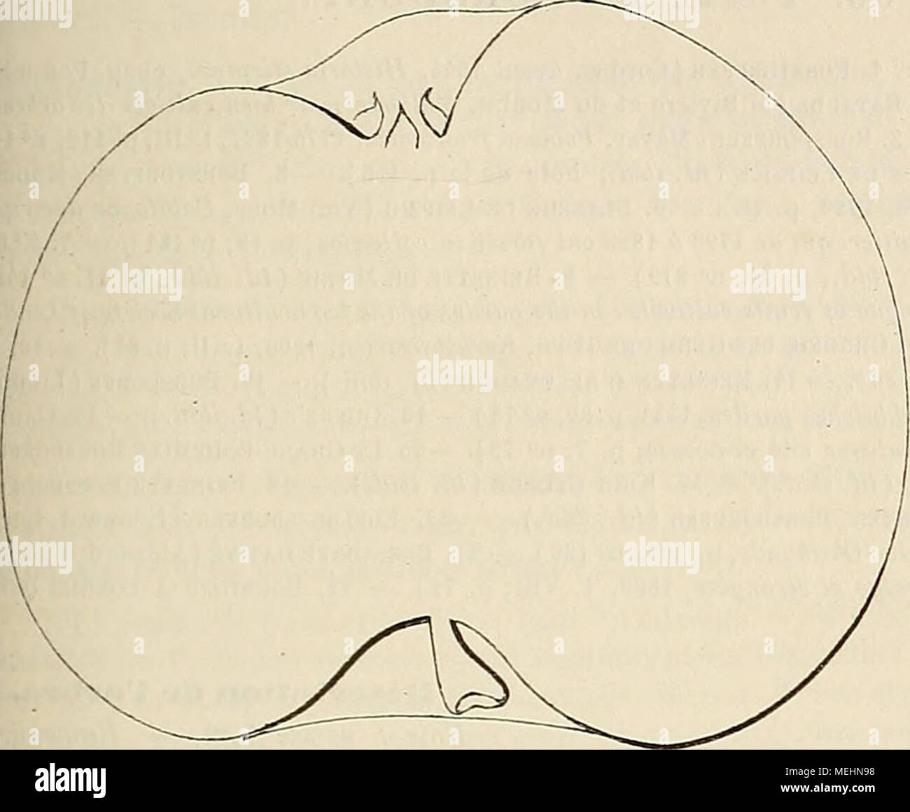 . Wörterbuch de pomologie: Contenant l'histoire, la Description, la Abbildung des Früchte Früchte anciens et des modernes les plus gÃ©nÃ©ralement connus et cultivÃ © s. aplatis. Â Yeux: Gros, ovoÃ ¯ des, lÃ©gÃ¨rement Ã © cotouneux, faiblement cartÃ©s du Bois. Â Feuilles: Petites, ovales - arrondies, vert Clair de Dessus, gris verdÃ tre en Dessous, longuement acuminÃ © es, À-bords finement dentÃ © s. Â PÃ© tiole: Gericht, Ã © pais et Roide, carminÃ © à la base et Pres-Dekor pourvu que de cannelure. Â Sti - pules: Ã © troites et Longues. FertilitÃ ©. Â Moyenne. Kultur. - Ce-pommier croÃ®t Trop lentement pour qu'i Stockfoto