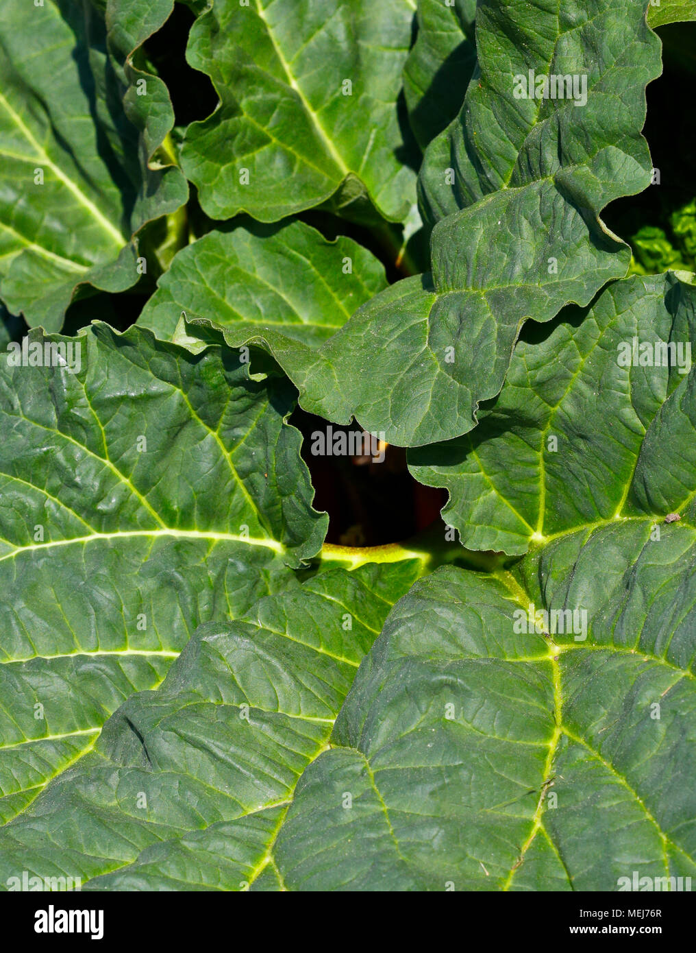 Rhabarber Blatt. Rheum Stockfoto