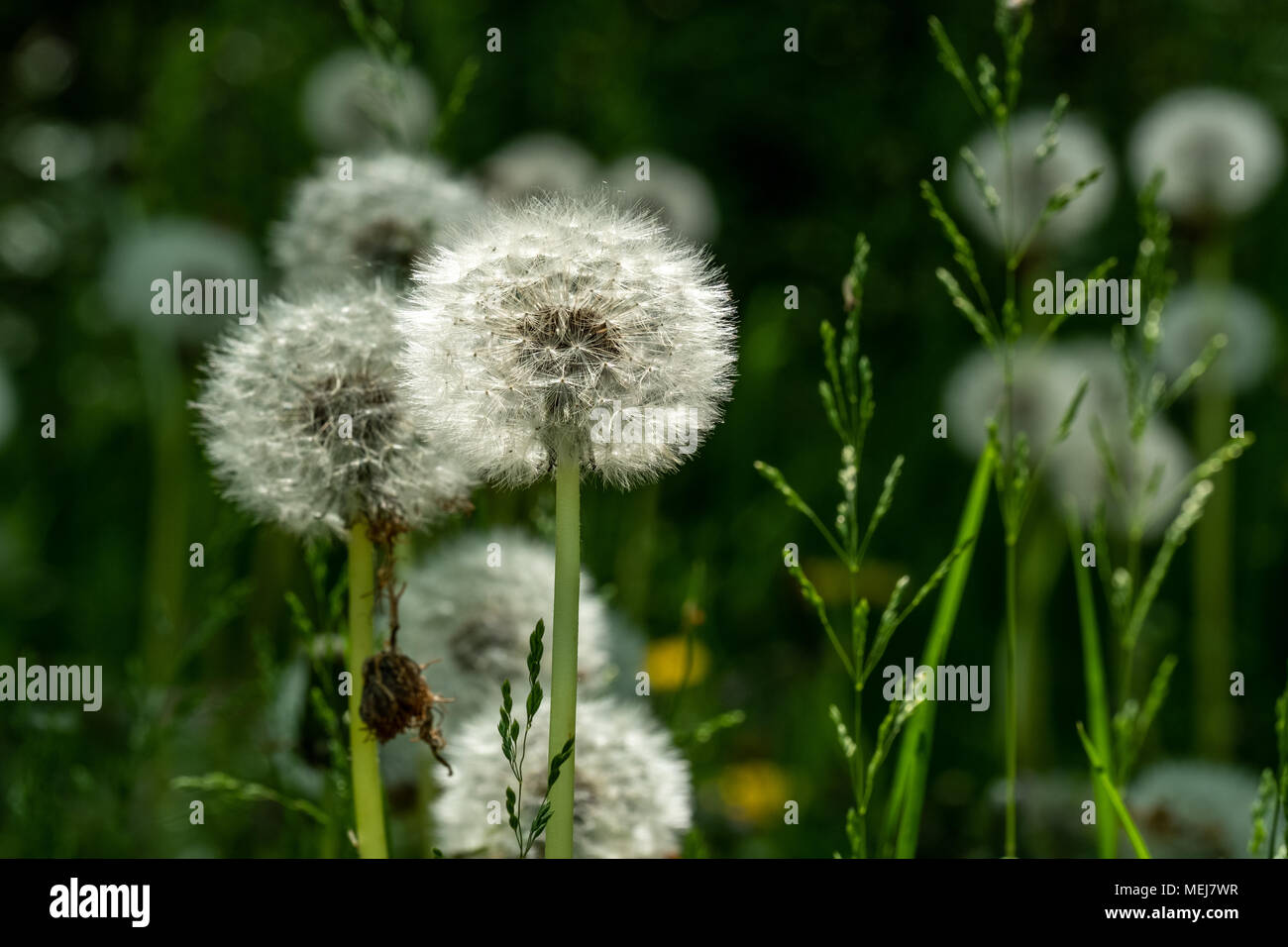 Löwenzahn Blumen gegen grüner Hintergrund Stockfoto