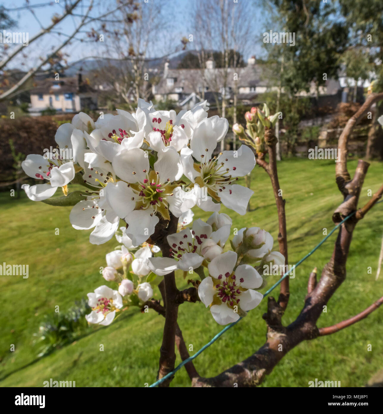 Blühen auf ein Spalier Birnbaum, Doyenne De Comice, über einem kleinen Obstgarten. Stockfoto