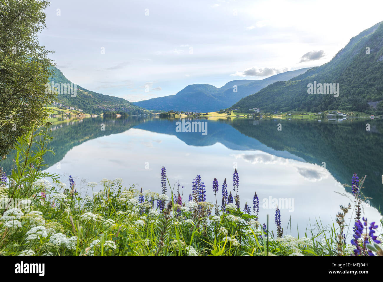 Mit bunten Lupinen, Norwegen, Fjord idyllische Landschaft mit blühenden Blumen an der Küste und der Spiegelung der Wasseroberfläche Barsnesfjorden Stockfoto