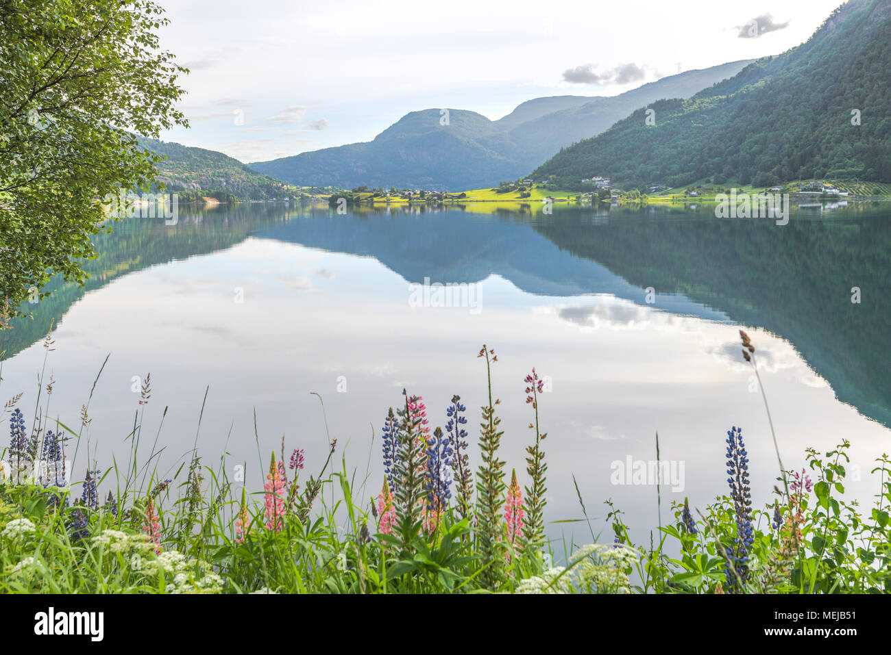 Barsnesfjorden mit bunten Lupinen, Norwegen, Fjord Landschaft mit blühenden Blumen, Ufer durch das Sonnenlicht und Reflexionen im Wasser gesichtet Stockfoto