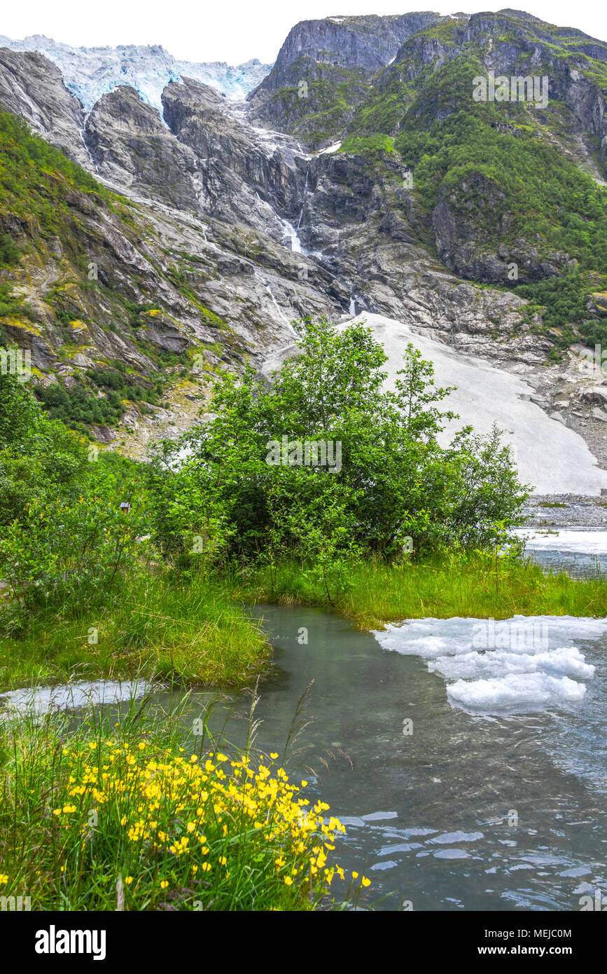 Gletscher Supphellebreen und den Fluss mit Eis ruht, Teil des Jostedalsbreen Nationalpark, Norwegen, in der Nähe von Sogndal, blühende Blumen am Flussufer Stockfoto