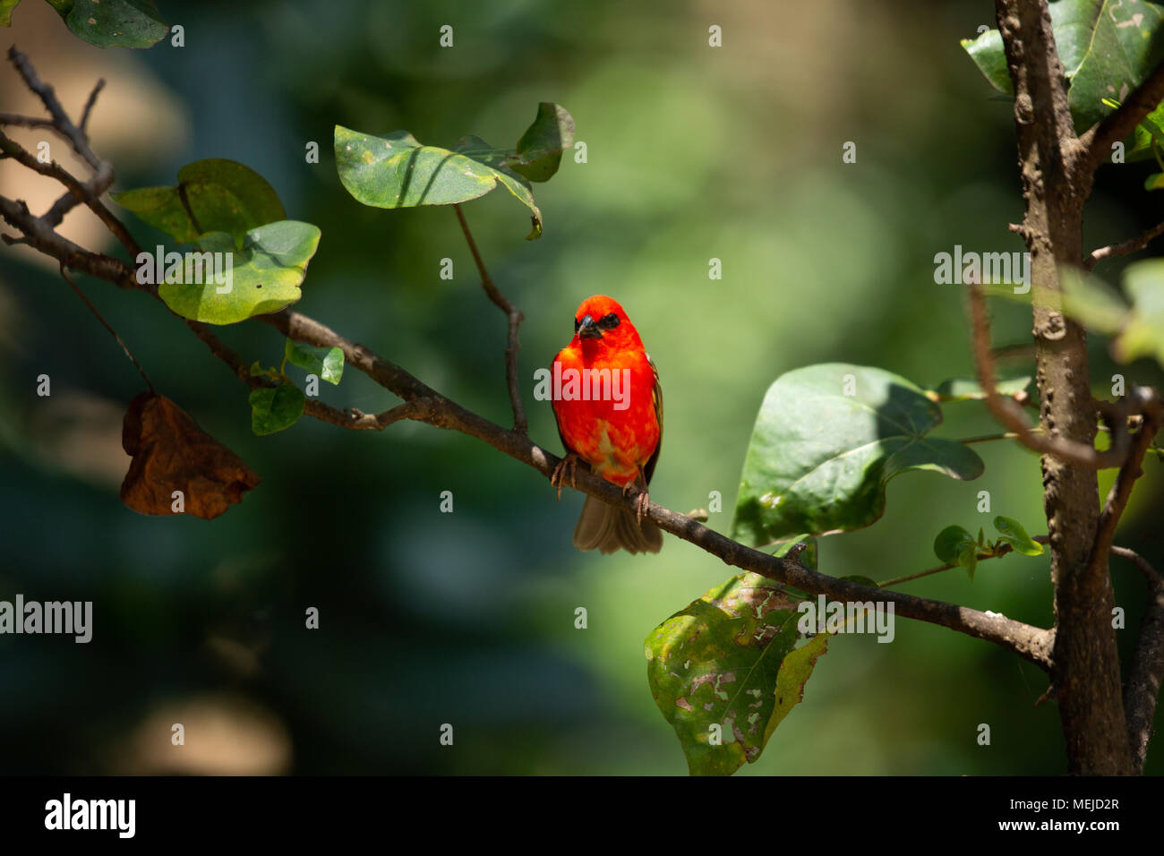 Seychellen - Rot Fody Männchen im Wald Stockfoto