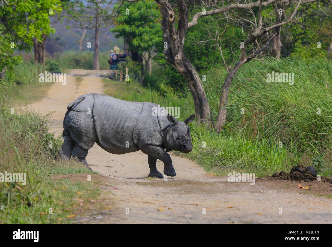 One-Horned Rhino - Kaziranga National Park Stockfoto