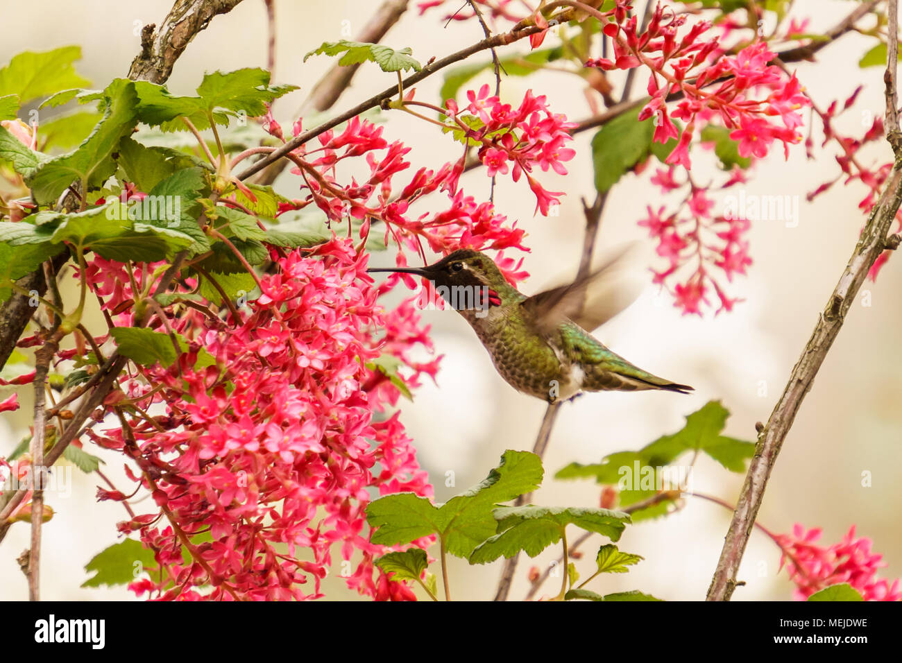Annas Kolibri Fütterung auf Nektar aus eine blühende rote Johannisbeere Stockfoto