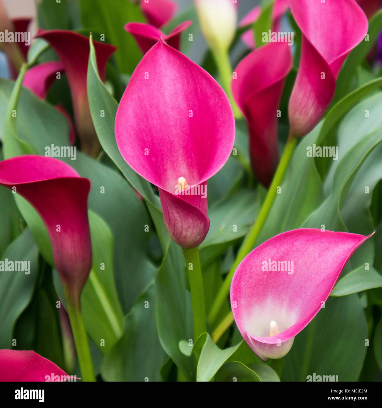 Lila Calla Blume farbige Garten Feld Anbau Stockfotografie - Alamy