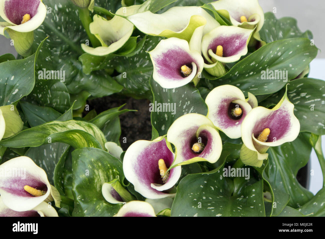 Netherlands calla Fotos und Bildmaterial in hoher Auflösung Alamy
