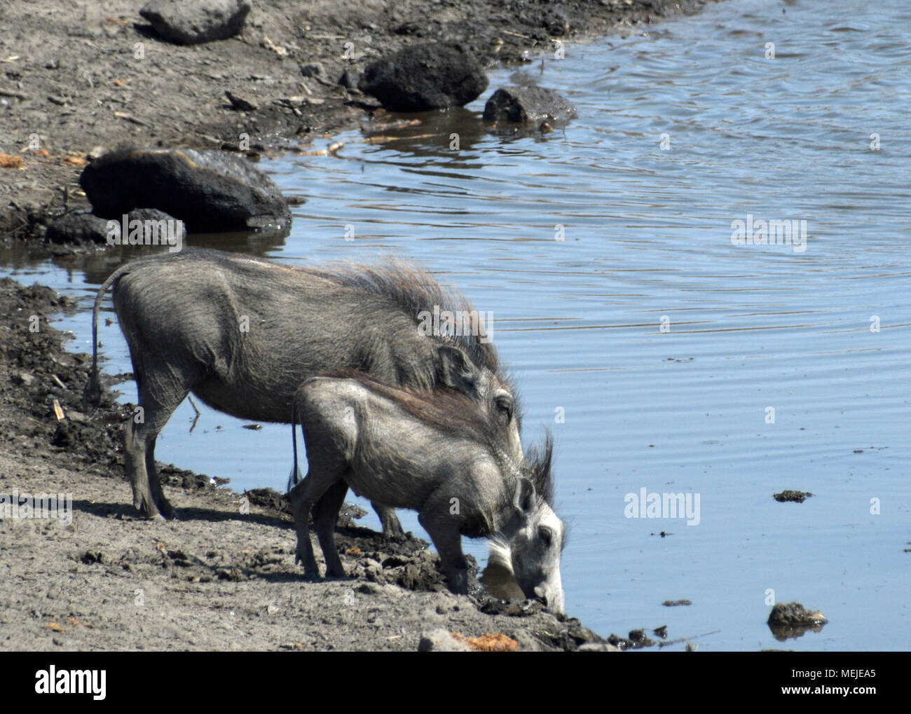 Warzenschweine am Wasserloch Stockfoto