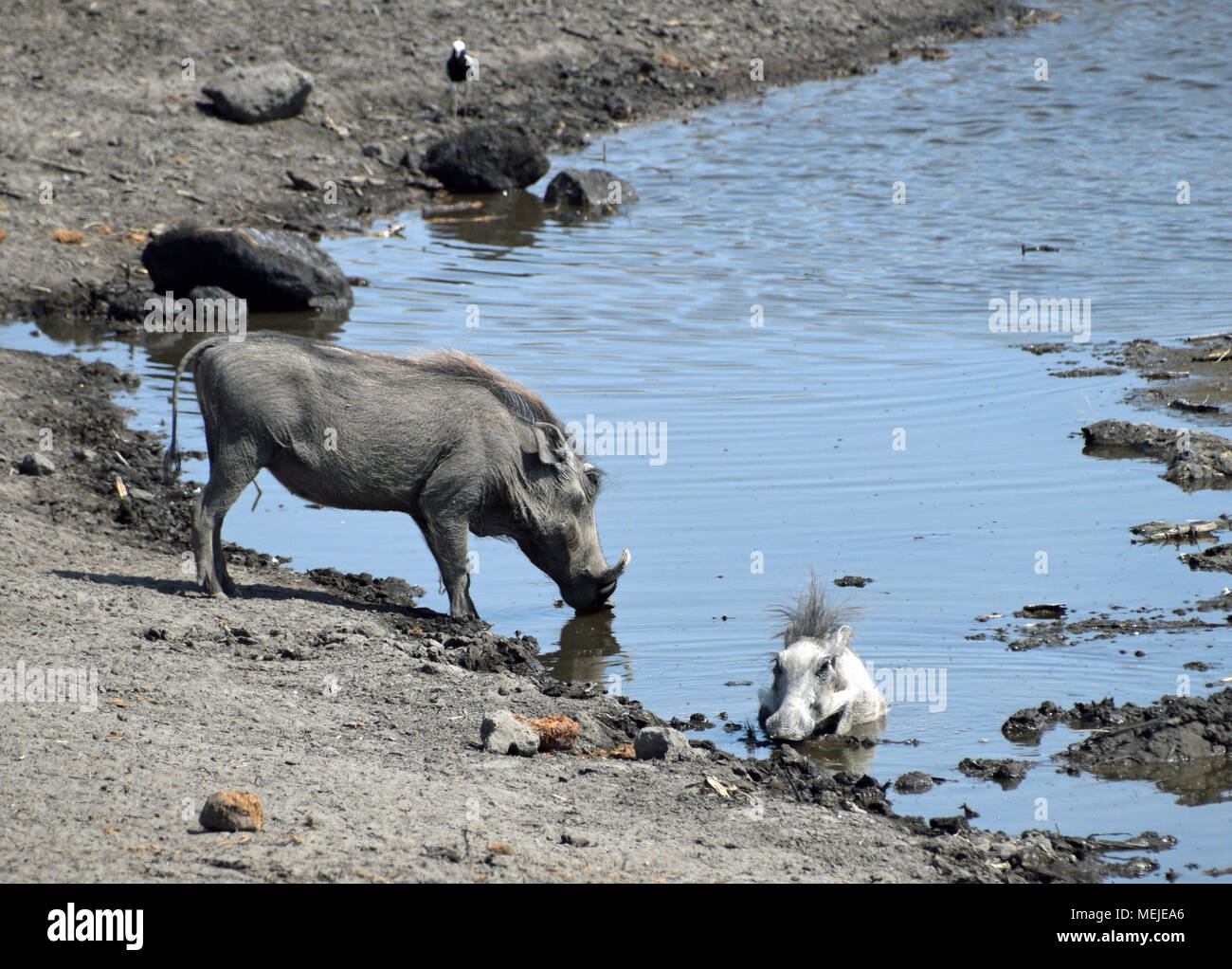 Warzenschweine am Wasserloch Stockfoto