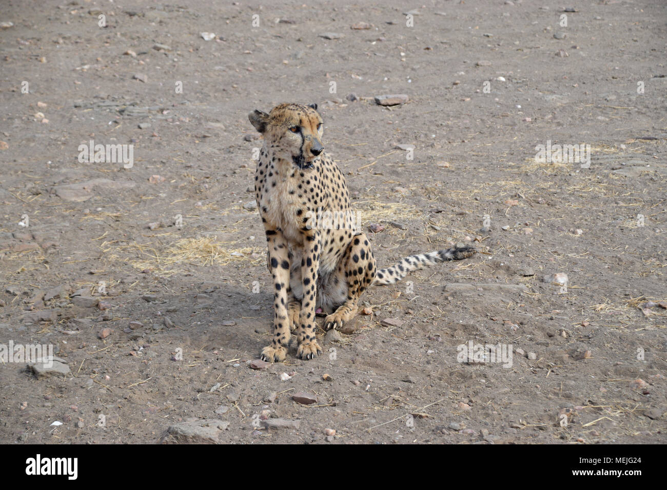 Geparden in Namibia Stockfoto