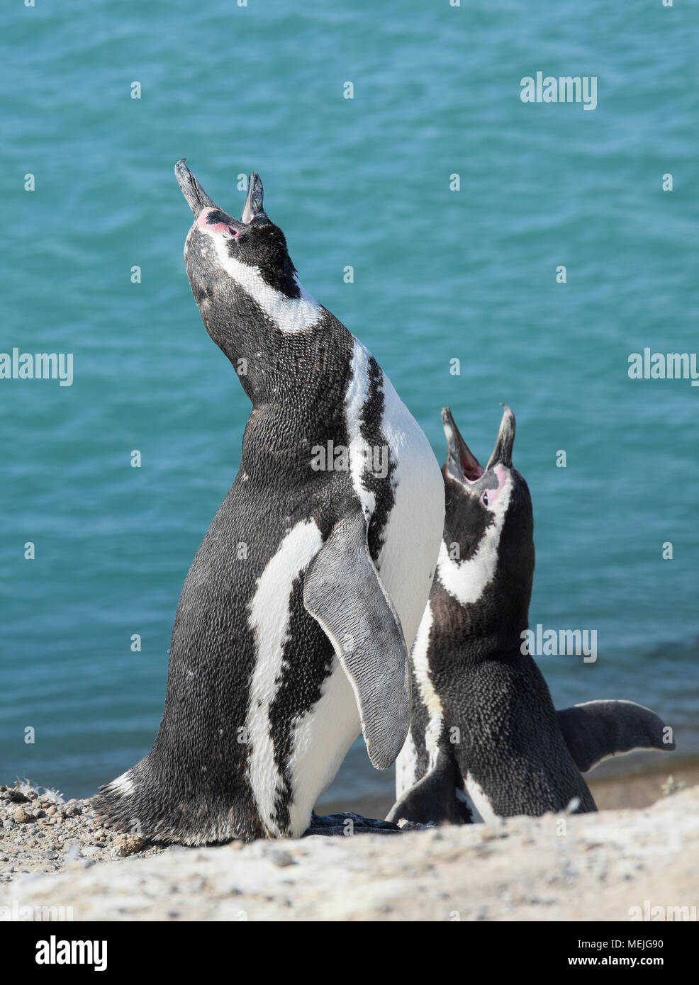 Magellan-pinguine an der Halbinsel Valdez (Argentinien) Stockfoto