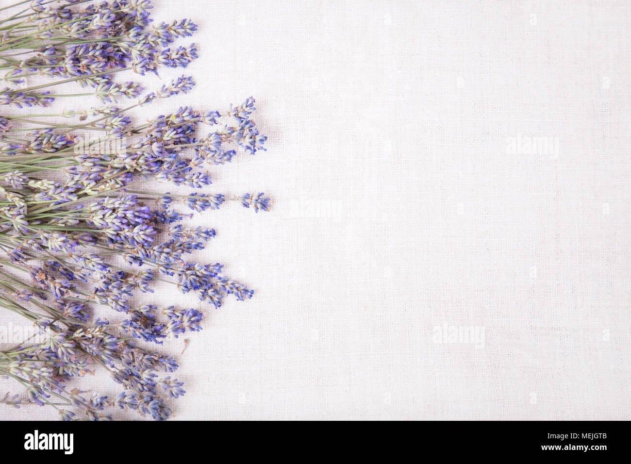 Frische Lavendelblüten auf grauem Stoff Hintergrund. Blick von oben auf eine frische Lavendelblüten, kopieren Sie Platz für Ihren Text. Stockfoto