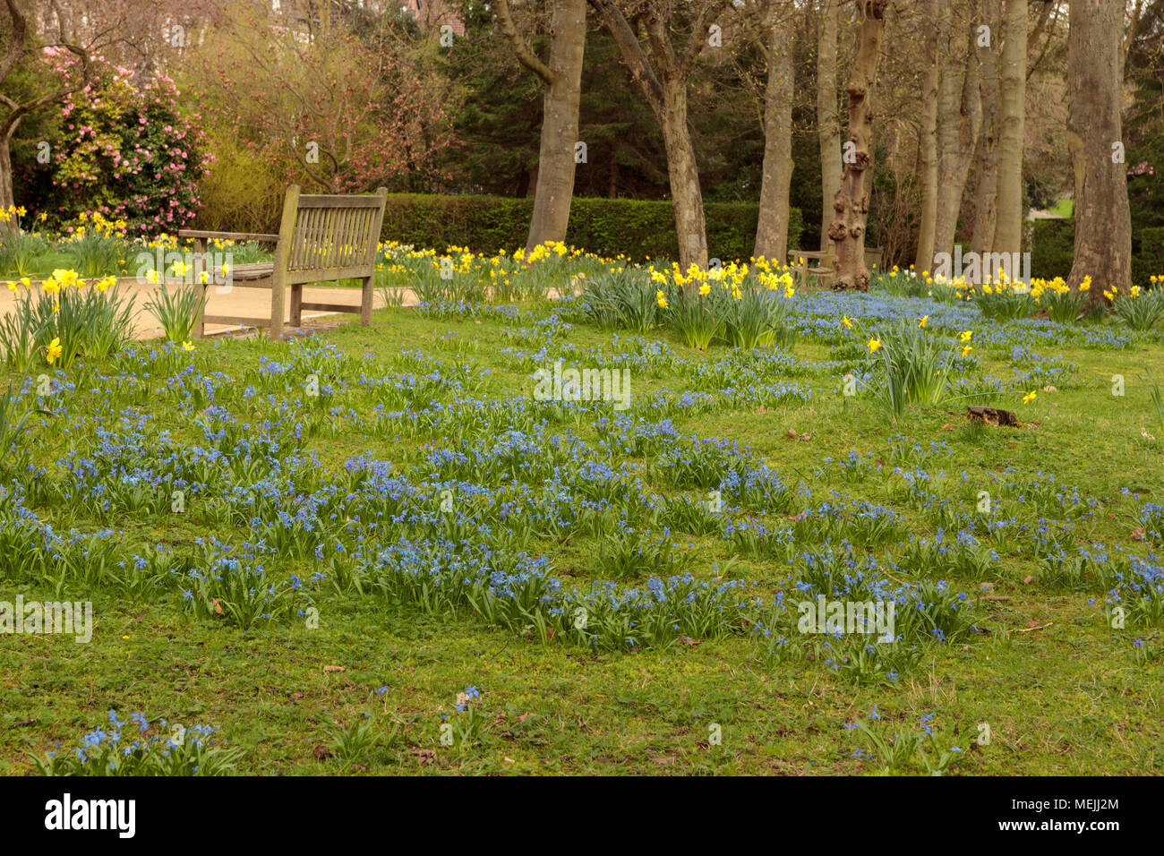 Narzissen wachsen in einem Park Stockfoto