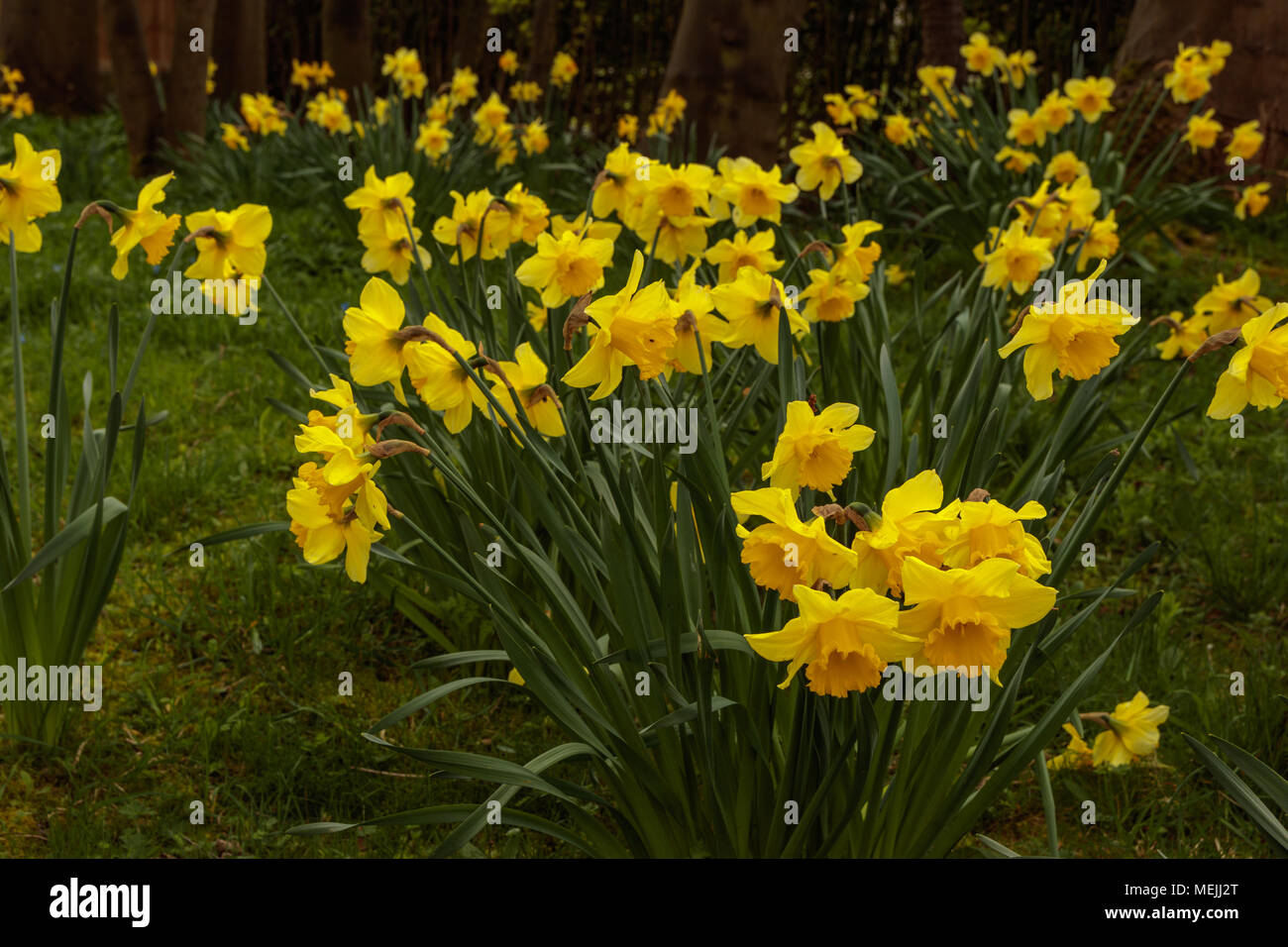 Narzissen wachsen in einem Park Stockfoto