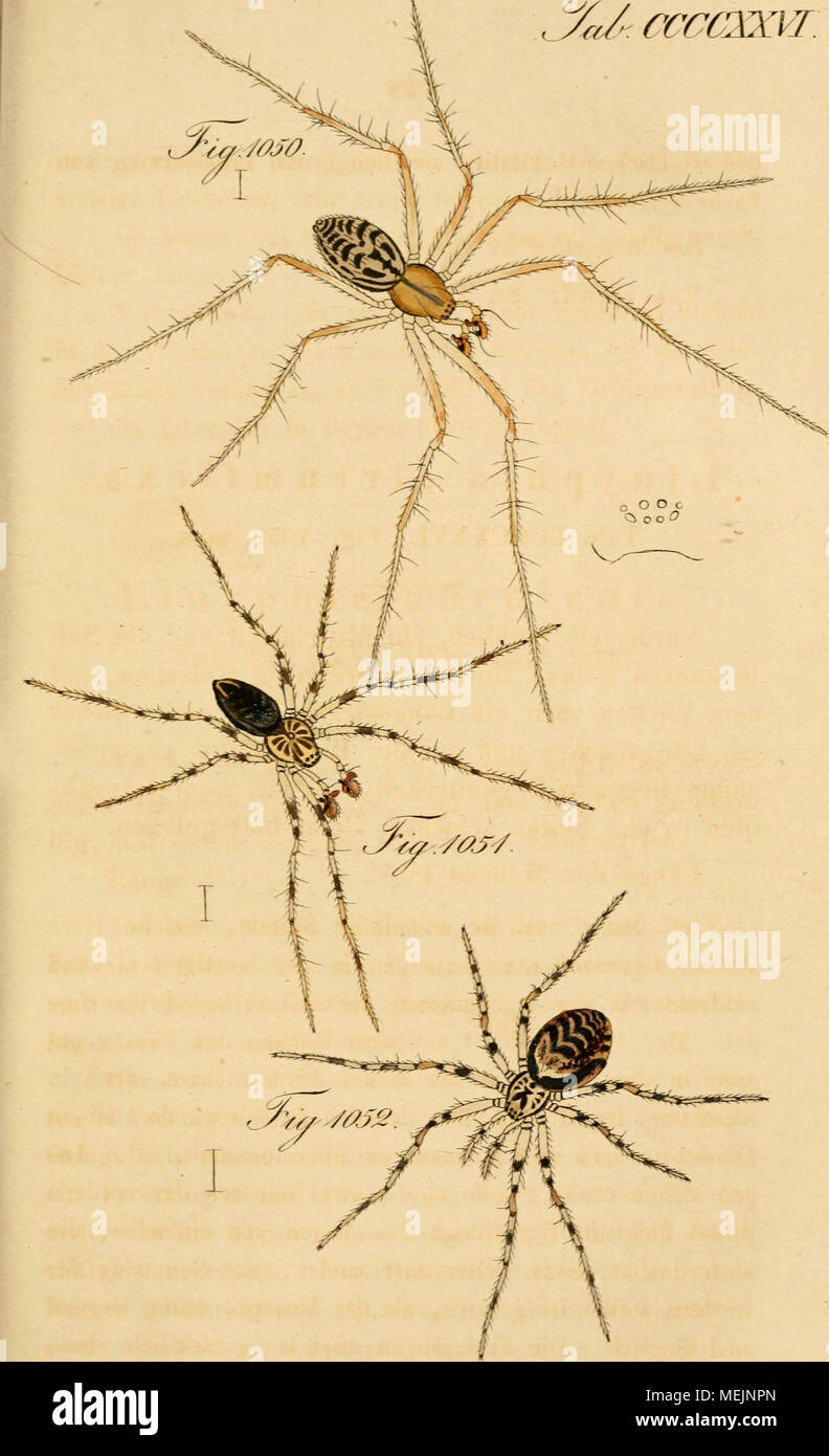 . Arachniden sterben. Getreu nach der Natur abgebildet und beschrieben. Ich^^:/y/ay^â ¢ y}/: ///^/^^^ Im ///i/uoy c^?"^ ic//i//e, t-. ^ ' y i/^^ Ãfe tÃ¤a//Bj. Â}. 'T^./6^S^ty^ l&amp; tÃ¤^/'^/ia Mad - ^^ya - J. J^^ a/OS^ AÃ¤. H7em. Stockfoto