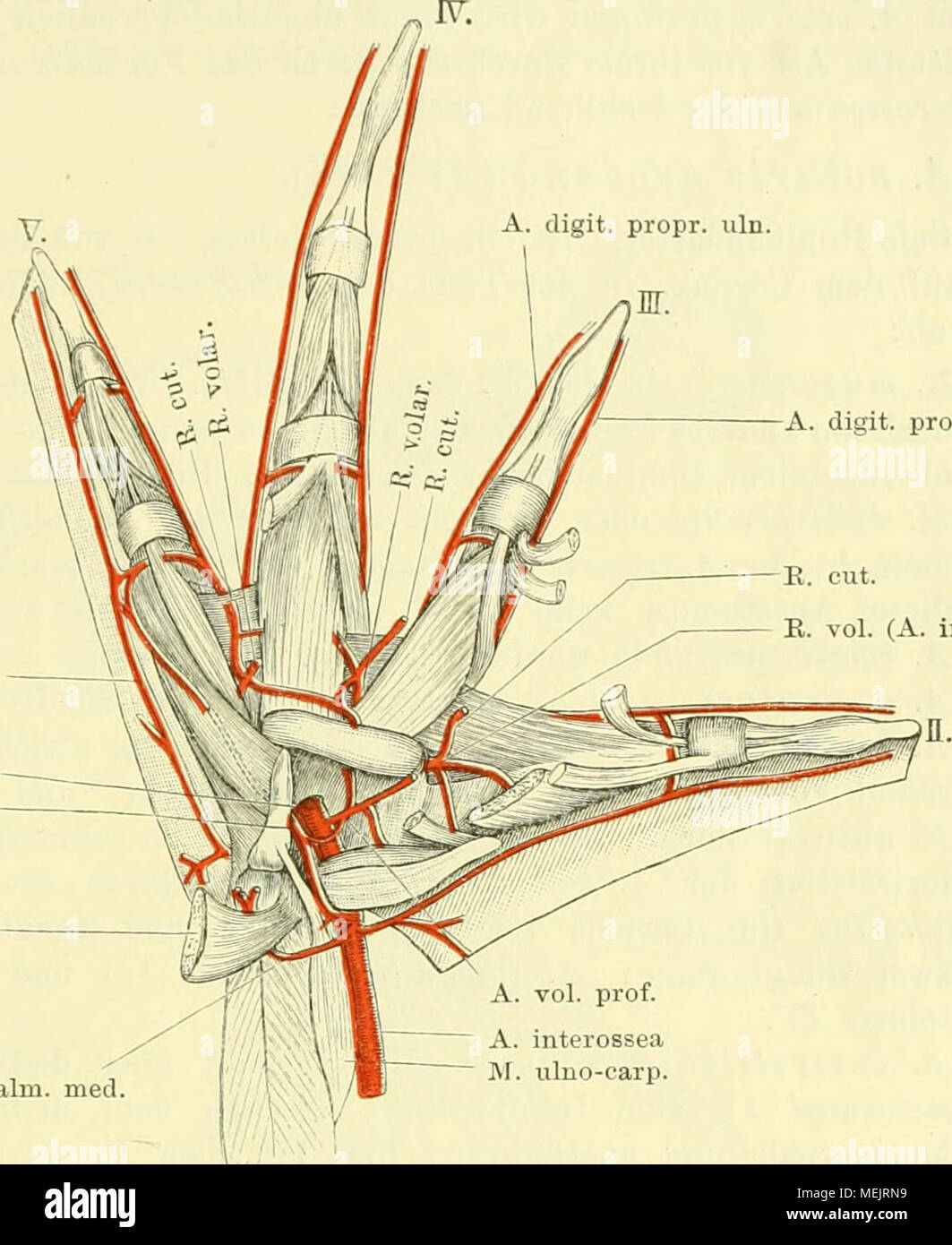 . Die Anatomie des Frosches; ein Handbuch für Physiologen, Ãrzte und Studire. B. in der Vol (A. interst. Dors. II) Arterien der Vola manus. Der M. intercarpalis ist aus der Fovea Carpi entfernt, um den Eintritt der A. interossea in das Foramen intercarpale zu zeigen. Die Anastomose zwischen dem R. volaris Super-ficialis und Il. volaris Profundus ist aber geschont. hindurch und läuft dann zwischen den Fasern des M. ahductor Primus graben. V distalwärts. Sie bürsten theils in den Muskeln, theils an der Haut des fünften Finger ihr Ende. Aeste: a) B. muscularis zum M. uln o-Carpalis (kann auch selbständ Stockfoto