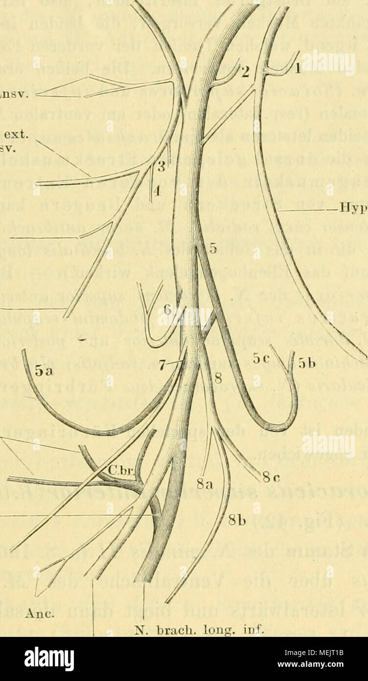 A scapularis dorsalis Fotos und Bildmaterial in hoher Auflösung Alamy