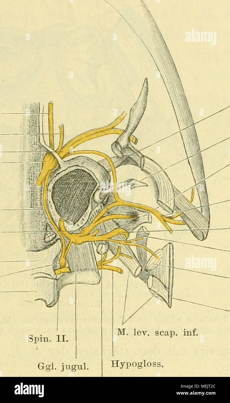 . Die Anatomie des Frosches; ein Handbuch für Physiologen, Ãrzte und Studire. Spin. Ii. Ggl. jugul. Hypogloss. M. Icv. scap. Sup. R. hyomaud. Vii. Colum. aur. M petrobyoid. R. hyomand. N. vagus M. cucull. M. interscap. Suprascap. Ganglion Ganglion jugulare prooticum Kommune und von der Dorsalseite ihr freigelegt. Verbindung des R. hyomandibularis des Facialis mit dem Glossopharyngeus. Raufoss Ganglion sympathicum II und Anfangstheil des N. spinalis II hinteren Lehrwerk des Ännulus tympanicus, unter Sterben tiefe Teil des M. depressor mandibulae (Abb. 41). Von of this bedeckt, steigt er am Hinterra Stockfoto