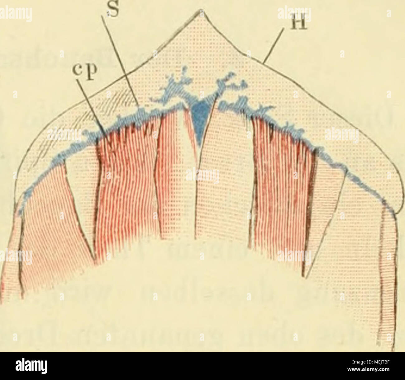 N pectoralis lateralis Fotos und Bildmaterial in hoher Auflösung Alamy