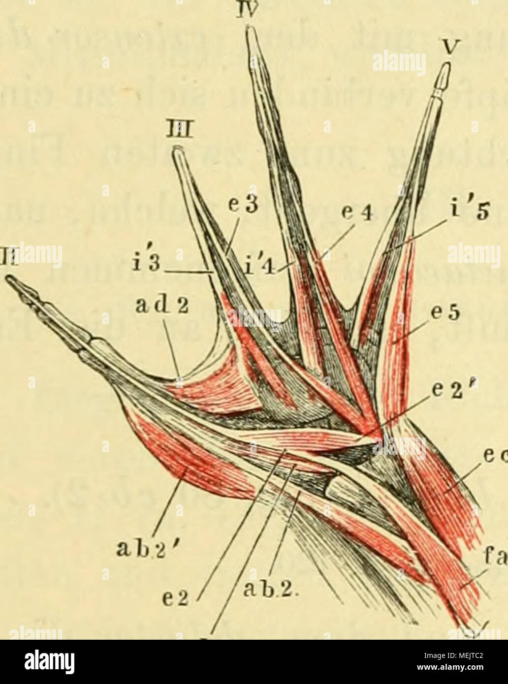 . Die Anatomie des Frosches; ein Handbuch für Physiologen, Ãrzte und Studire. eb 2 Muskeln der Rückenfläche der Hand von Rana esculenta, 2 mal Uat. Gr. II, III, IV, V zweiter bis fünfter Finger. Fa m. flexor antibr. lat. Oberflächlich. eg m. extensor Carpi ulnaris. ah 2m, Entführer graben. II longus. e2 g2 "Ich m. extensor Graben. II longus. e&amp; 2 m. extensor Graben. II brevis. ah2' m. Entführer graben. II brevis. Aä 2 ra. Adduktoren graben. II e3, e4, e5 m. extensor digitorum com-munis Brevis. i'3, i 4, i 5 mm. interossei. m. Entführer graben. II (d. h. Pollicis) Lon-gus. Den Ursprung und Verlauf dieses Stockfoto