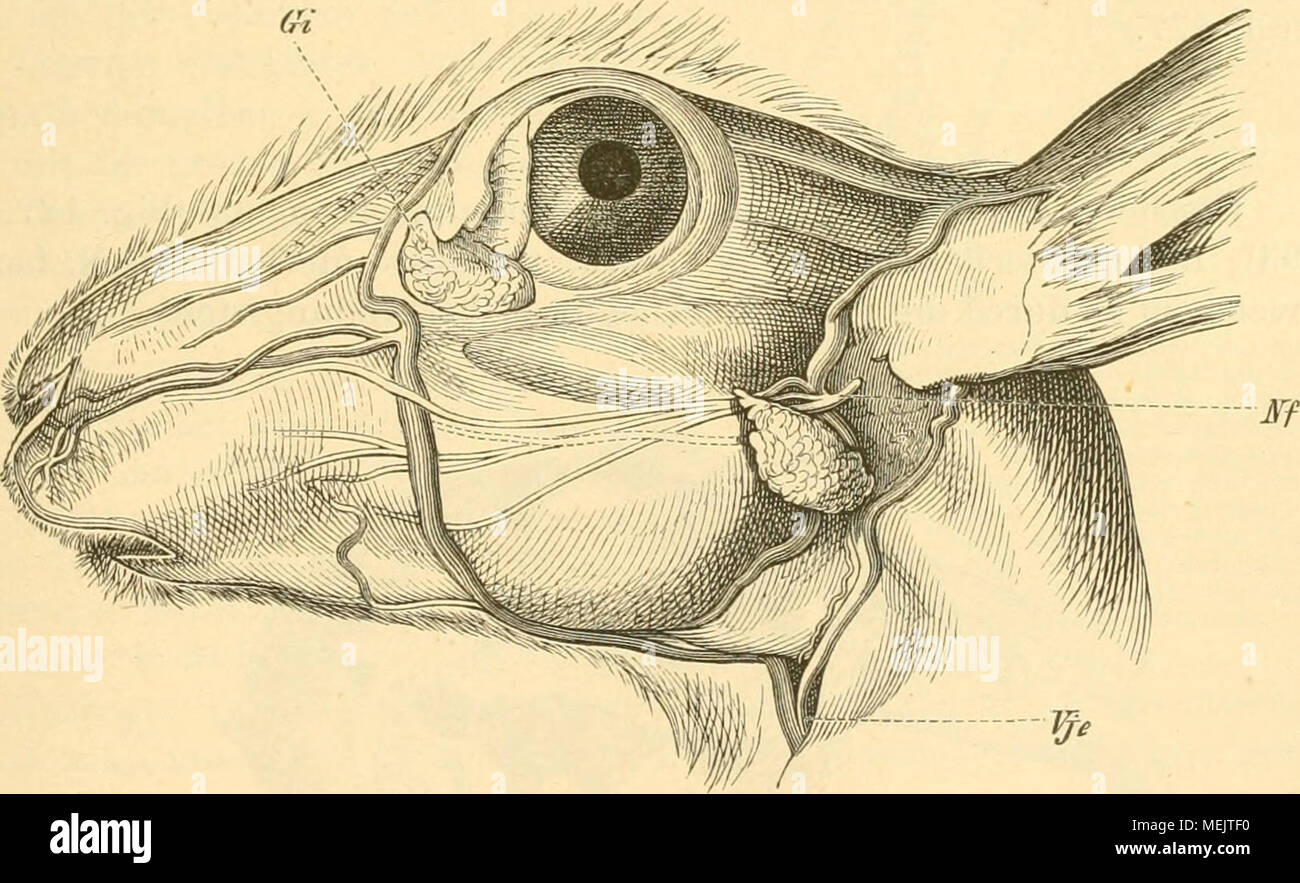 Ductus parotideus Fotos und Bildmaterial in hoher Auflösung Alamy