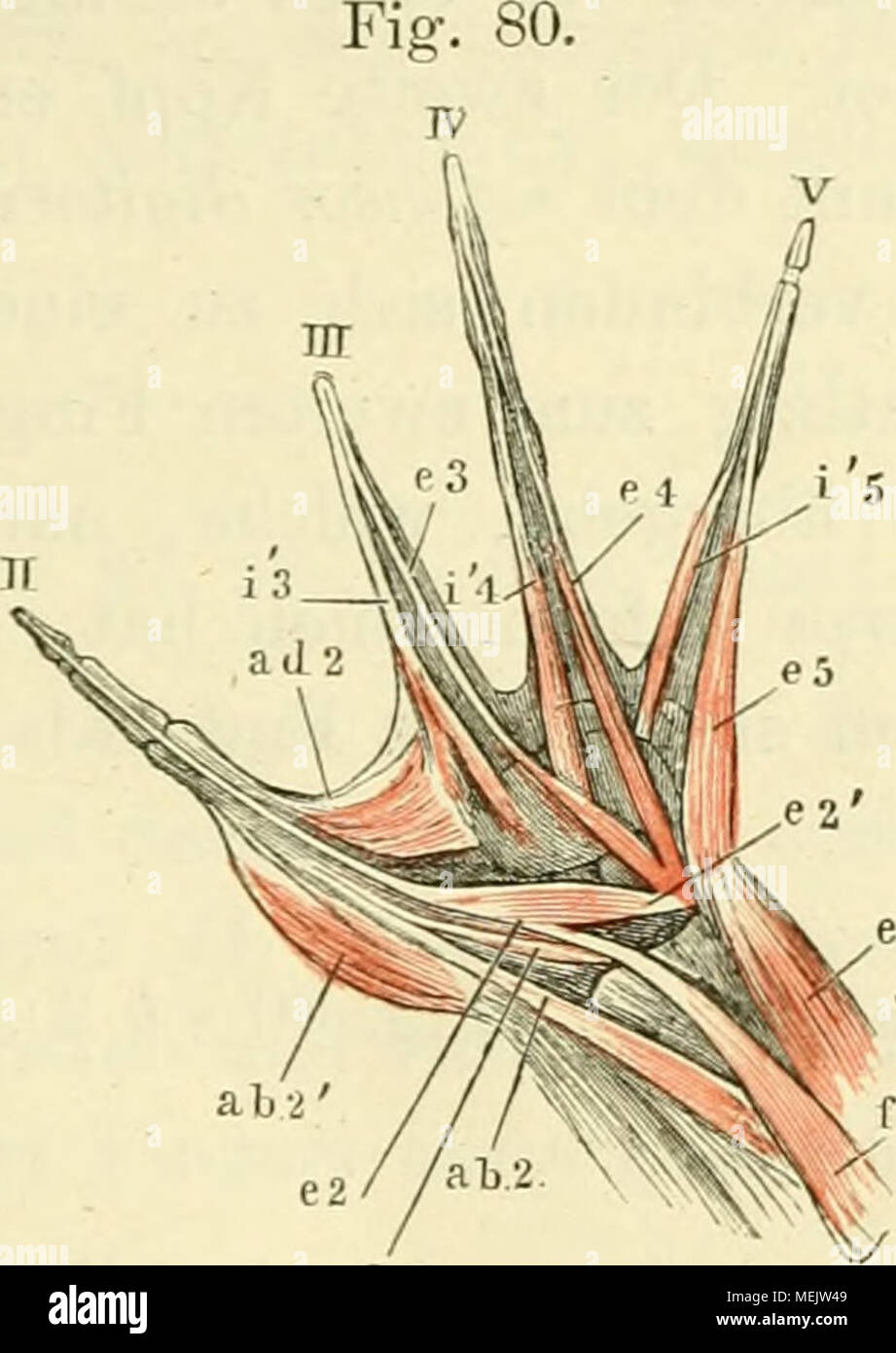 . Die Anatomie des Frosches. Ein Handbuch für physiologen, Ã¤rzte und studirende. EH2 der Rückenfläche Muskeln der Hand von Rana esculenta, 2 mal natürl. Grösse. II, III, IV, V, zweiter bis fünfter Finger. Fa m. fiexorantibr. lat. Oberflächlich. e c m. extensor Carpi ulnaris. ab 2 m. Entführer graben. II longus. ei 2-/m. extensor Graben. II longus. e b2m. extensor Graben. II brevis. Ab2' m. Entführer graben. II brevis. Ein d2m. Adduktoren graben. Ii.e3, e4, e5 m. extensor digitorum communis Brevis. i3, i'i, i ö mm. interossei. m. Entführer graben. II (d. h. Pollicis) Lon-gus. Stockfoto
