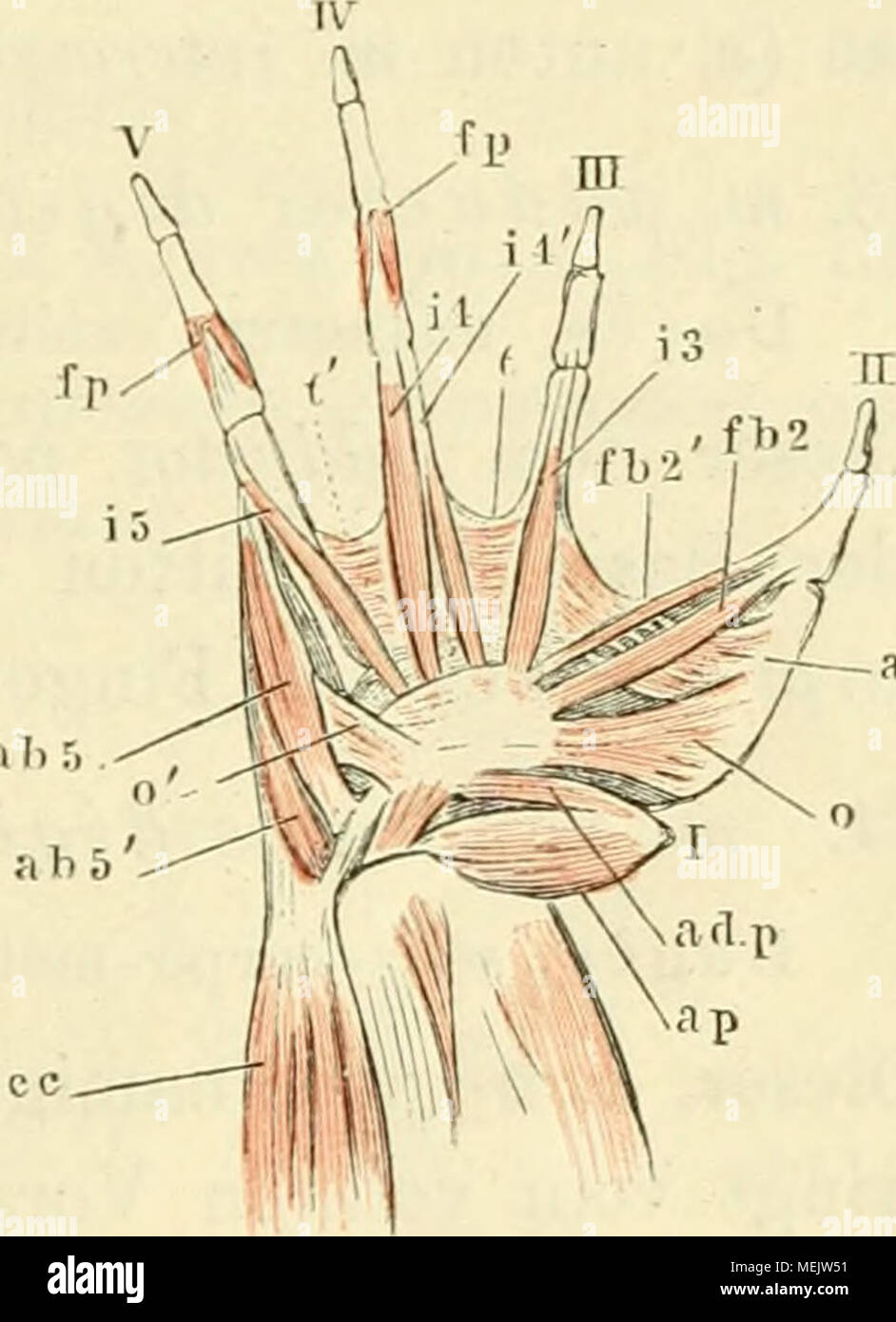 . Die Anatomie des Frosches. Ein Handbuch für physiologen, Ã¤rzte und studirende. SET f-a (12 Muskeln der Hand von Rana esculenta. Volarflache, vergrössert. Eine Aponeurosis palmaris. fd flexor digitorum communis, p b m. Palmaris brevis. c mm. anconaei. e c m. extensor digitorum communis. / Erster Finger (Daumenrudiment). // Zweiter Finger (Stelle des Dau-mens versehend Sterben). III-V-Drittel bis fünfter Finger. ap m. abductor Pollicis. Adp m. Adduktoren iiollicis. / 6 2 m. flexor seiner antireflektiven II brevis. o m. Opponens/2 m. flexor dig. II longus. / 3 m. flexor dig. III longus. fb3u. fb3" mm. flexore Stockfoto