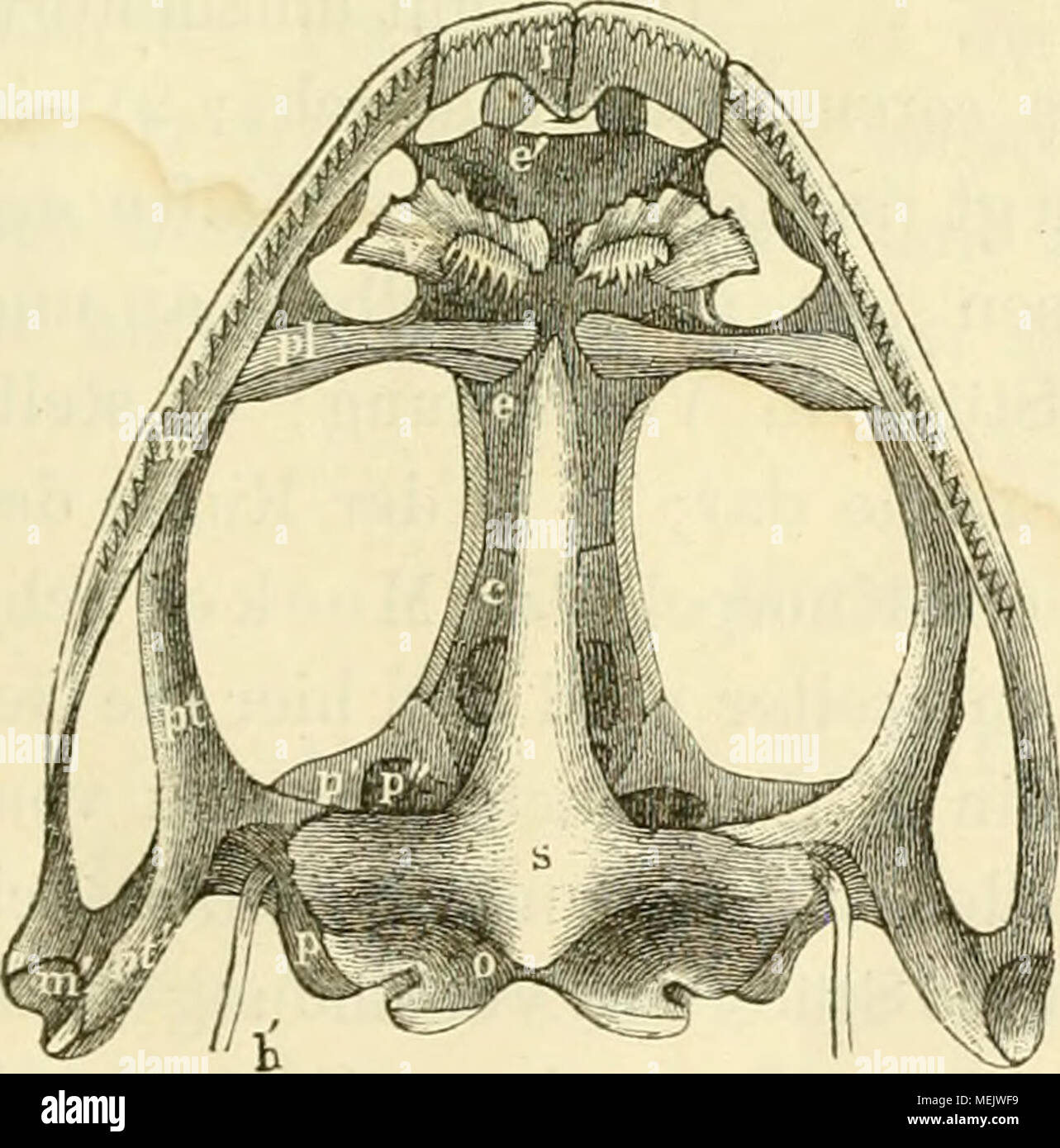 . Die Anatomie des Frosches. Ein Handbuch für physiologen, Ã¤rzte und studirende. Schädel von Rana esculenta, von unten natürliche Grösse. 2 mal Stockfoto