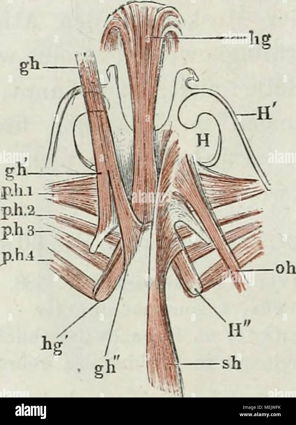 . Die Anatomie des Frosches: ein Handbuch,. snot Muskeln der Zunge imd-des-Zungen-beins von Rana esculenta, von unten. hg m. hyoglossus, vorn sich in die Zunge umschlagend. h g'hinterer Ursprung desselben. gh m. geniohyoideus. g K lateraler Ursprung. g h "medialer Ursprung desselben. oh m. omohyoideus. s h m. stemohyoideus. Vh1. 2. 3. Erster, zweiter, å, vierter m. petrohyoideus. U Zungenbeinköi" Pro. H' vorderes Hom. H" hintere Hom. Stockfoto