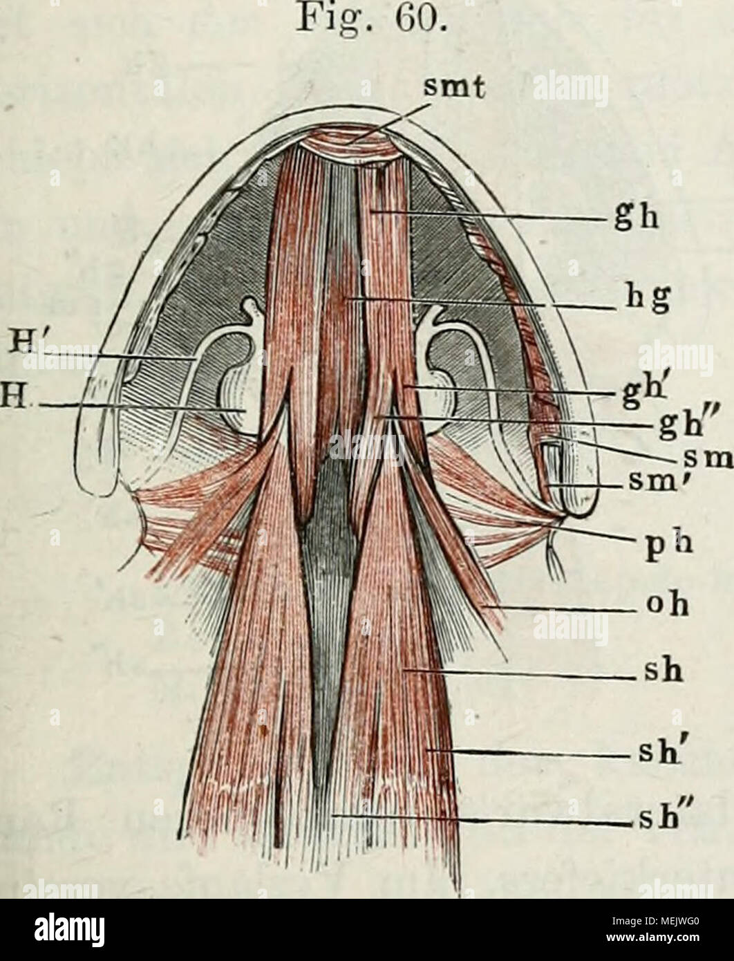 . Die Anatomie des Frosches: ein Handbuch,. Muskeln des Zungenbeins und der Zunge von Rana esculenta, von unten. Der m. submaxillaris ist in der NÃ¤er Thunfischwadenfänger Insertion abgesclinitten und entfernt. sm m. submaxillaris. sm' Ursprung der hinteren Teil dessel- ben vom Zungenbeinhorn. smt-m. suhmentalis. g7t m. geniohyoideus. g h "laterale Teil desselben. g h "mediale Teil desselben. ha m. hyoglossus.sh m. stemohyoideus. s h' lateraler Ursprung desselben (m. rectus Trizeps).sh' medialer Ursprung desselben. 0 h m. omohj - oideus. / (H mm. petrohyoidei. //ZungenbeinkÃ¶rper. // - Vo Stockfoto