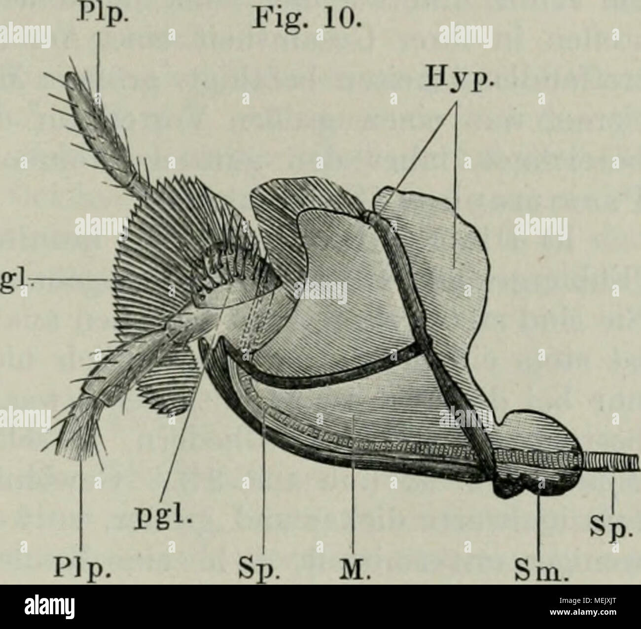 . Ameise sterben. Schilderung ihrer Lebensweise. Unterlippe (labium) und Hyjjopharynx von Formica spec, von der Seite gesehen (teilweise / Hilzheimer). GJ. Zunge, //; //). Meutuni Hypopliuryux, M., pgh Para-Glossa, PIp. Palpen, bin ein. Submentuni, Sp. Speicliolgang. Wärts gewendet sind-wohl als gefunden worden, der zum Festhalten dienen. Morphologisch dürften this Borstenreihen Höhle,, Kauorganen" des Wespenhypopharynx entsprechen. e) Im Anschluß an den Hypopharynx ist noch ein Organ zu nennen, dessen morphologische Bedeutung noch nicht ganz klar ist gelegt, nämlich sterben Ifrabuccaltasche ^). Sie stellt ein Stockfoto