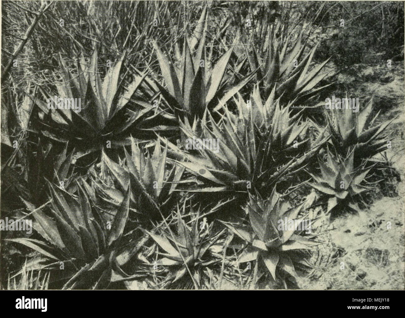 . Agaven sterben. Beiträge zu einer Monographie. Mit 79 Abbildungen im Text und 2 Taf. Abb. 25. A. Purpiisoruni Ber (; er. Bei Tehuacan, phot. Auinahme von C.A. PuRPUS. Top verkleinert. An der Spitze abwärts oder aufwärts gekrümmt, seltener Abb. der Richtung der Knospenlage des Blattes folgend und etwas über die Blattspreiten gebogen. Sky unbekannt (Abb. 25). Mexiko, im Staate Puebla bei tehuacan von. C.A. Purpus 1907 (Nr. 465) gesammelt und nach dem Darmstädter Botanischen Garten eingesandt. Bereits seit langer Zeit in Kultur gewesen und als A. Roezli mitunter werden - zeichnet, der sie Stockfoto