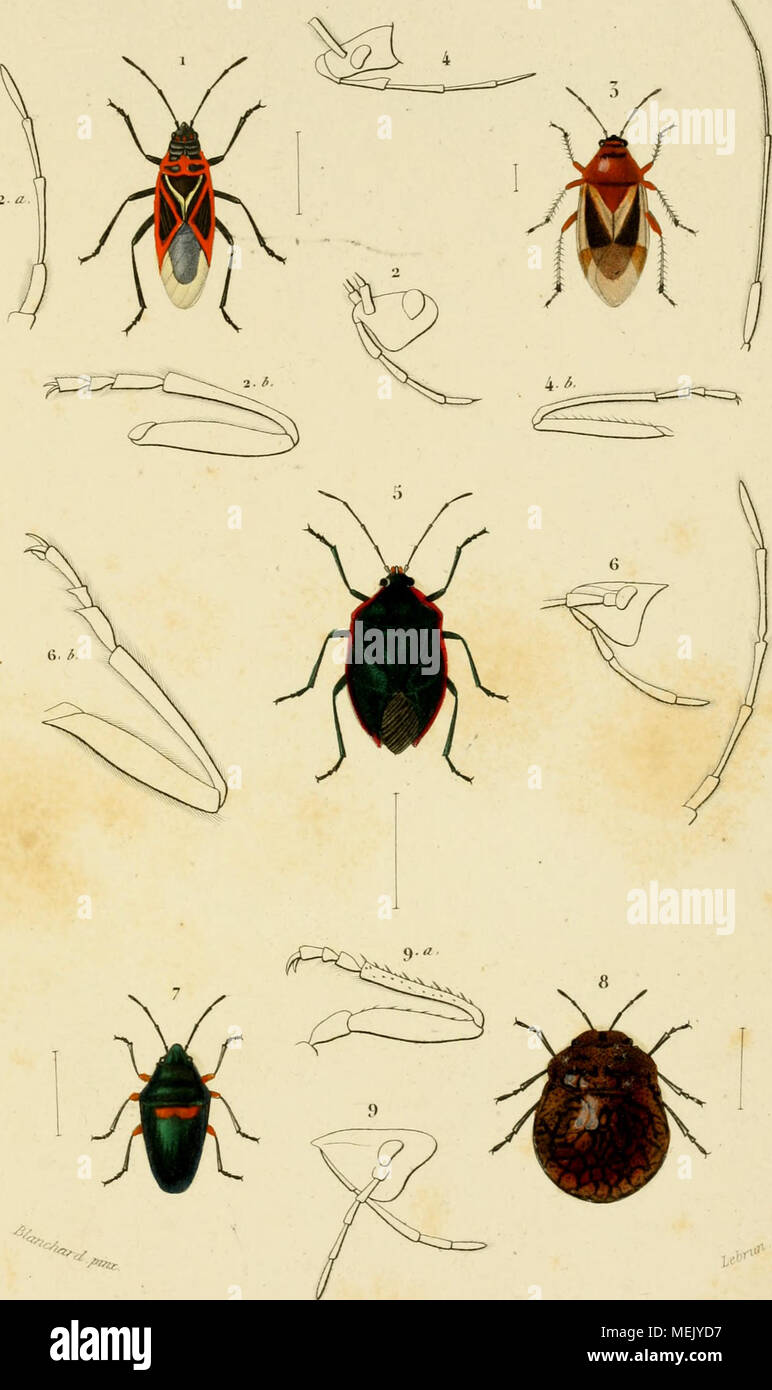 . Wörterbuch universel d'histoire naturelle: rÃ©sumant et complÃ©tant tous les vollendete prÃ©sentÃ©s par les encyclopÃ©stirbt, Les anciens scientifiques dictionnaires, Les oeuvres complÃ¨tes de Buffon, et les... traitÃ©s SPÖ © ciaux sur les Instruments Zweige des sciences naturelles. .. . "/, Trâ/, j = 5. ^ 7 /// // y // "EIN y // //^/. (IVntalomn spicdcus. M, nch-) =.-r^rurf/O";, /, RR // f rm/Wenn ''â (ScUtcJlcra auiimiiacomiuulata. -5/^ = 8. - //^////^V/''/'//r.'/. v.;, (IMatvfcpliala Â" licgala. r; Â" - / - ^ Stockfoto