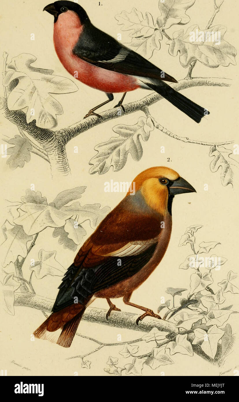 . Wörterbuch universel d'histoire naturelle: rÃ©sumant et complÃ©tant tous les vollendete prÃ©sentÃ©s par les encyclopÃ©stirbt, Les anciens scientifiques dictionnaires, Les oeuvres complÃ¨tes de Buffon, et les... traitÃ©s SPÖ © ciaux sur les Instruments Zweige des sciences naturelles. .. . "Â â" "I, y/"/&gt;:/jj --^y^ Ã/t^W^fK. ([Â¢ l'A. SM'. l. hAI A., y roMitosntKS. Ich'l". C: f'K7J-/i^C" (â ¢.&lt;&lt; •.. (Il i-. ilisU ist Stockfoto