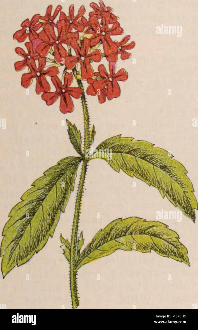 . Wörterbuch d'Gartenbau illustrÃ©/par D. Bois prÃ© Gesicht de Maxime Cornu avec la collaboration de E. André... [Et Al.]. . Fis. 929. Â Vekbena ciiam. ediufolia Juss. Molène L. (ScrophularinÃ © es.) Herbes bisann., rart. vivaces. ou sous-arbriss., à toutes alternes llles.. Fl. en grappes De ou Ã © pis Ter-min, simples ou rameux; pÃ© dicelles trÃ¨s Gerichte. Calice 5 - Fide. Corolle Ã © talÃ©e en Roue, rart.con-Höhle, à 5 Lappen; 5 Ã© Tam. fixÃ © es à la base de la corolle; Filets des3 Ã© Tam. supÃ©r. ou de toutes, laineux Barbus. Kapsel oblongue ou ovoÃ ¯ de, à 2 Ventile, ins bifide. Â 100 e Stockfoto