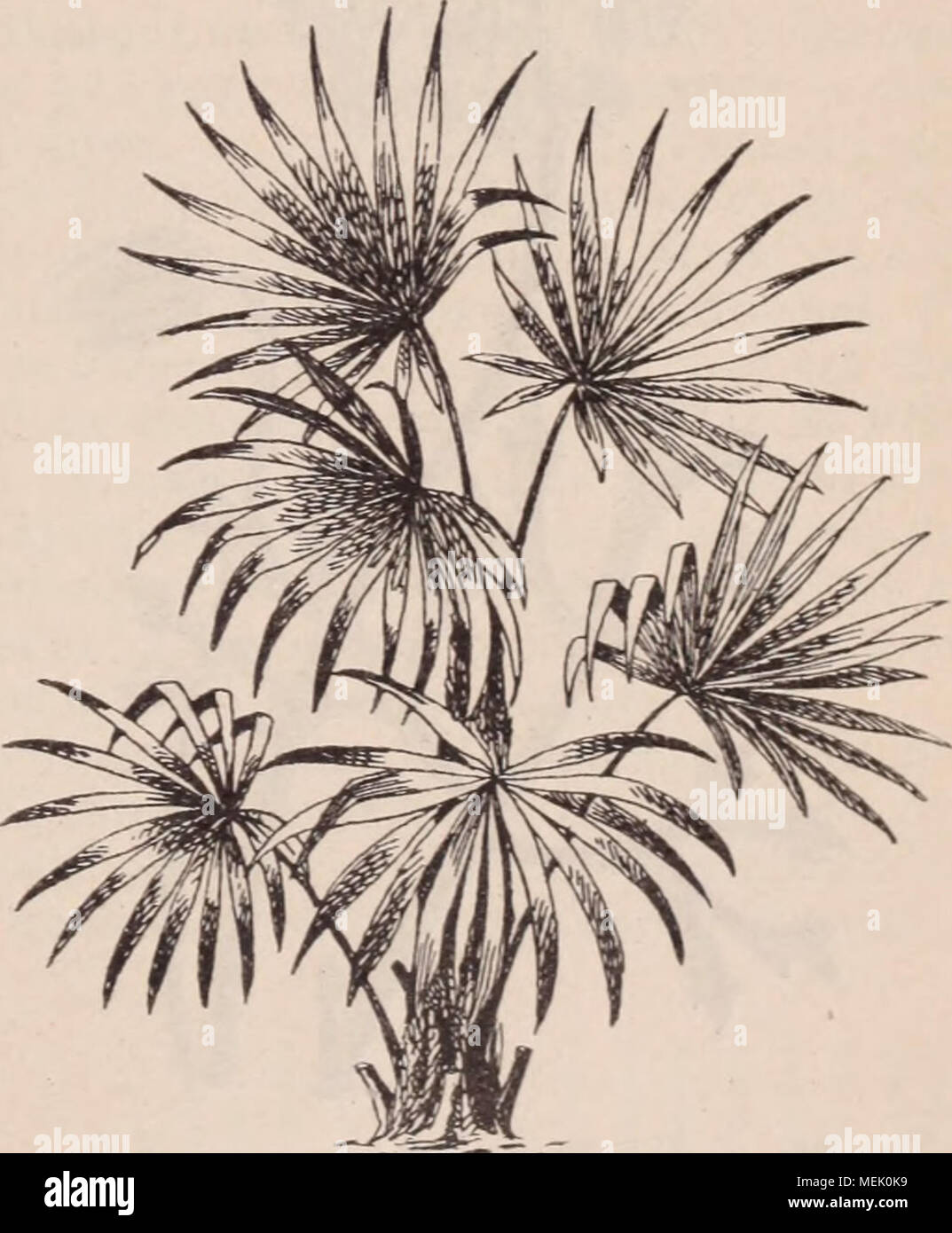 . Wörterbuch d'Gartenbau illustrÃ©/par D. Bois prÃ© Gesicht de Maxime Cornu avec la collaboration de E. André... [Et Al.]. . Abb. 904. Â Trachycarpus excelsa Wendl. T. excelsa Wendl. (Abb. 904.) â Kertsch. Palm. gg. 27. Â [Syn.: ChamÅrops Thunb.; G. Chinen-sis Hort.] â Chine. Â Tronc atteignt. 8-10 m. Dateien, Ã pÃ© tiole dentÃ©, serrulÃ © sur les Bords, À gaine fibrilleuse; Limbe atteignt. 70 cm.de Große, À-Divisionen rÃ©tuses ou trÃ¨s briÃ¨vt. bidentÃ © es; ligule transversale ovale. Fl. jaunes. Baie noir - bleuÃ¢tre, nettemt. rÃ©niforme, en gros rÃ©gimes Simulanzlösemittel d'Ã©normes grappes de raisi Stockfoto