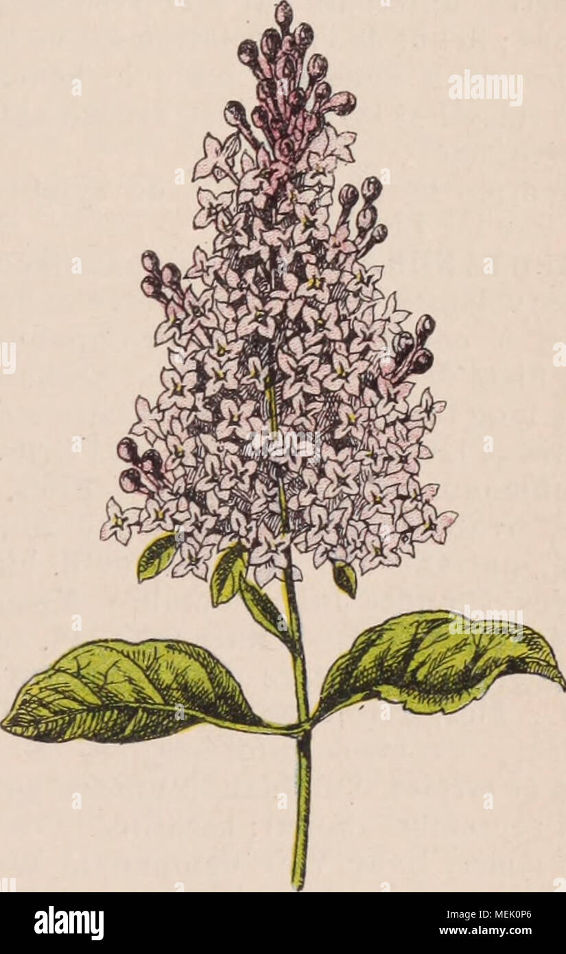 . Wörterbuch d'Gartenbau illustrÃ©/par D. Bois prÃ© Gesicht de Maxime Cornu avec la collaboration de E. André... [Et Al.]. . Abb. 878. Â Syringa L. H. Siveet Bretschneideri William. Nom anglais de VÅillet de poÃ¨te (Dianthus Barbatus). SweetWoodruff. N. angl.de VAsperula odorata. Swietenia Mahagoni. Nom latin de VAcajou. SYAGRUS Mart. (Palmiers-Coco Ã¯nÃ©es.) TrÃ¨s Voisin des Cocos, auxquels plusieurs Auteurs le rÃ©unissent, ce Genre s'en distingue par les Fl. J plus Petites que les Fl. S, un disque annulaire urcÃ© olÃ© et quelq. caract. du Obst. AmÃ©r Ã © quat. S. amara Mart. [Syn. : Coc Stockfoto