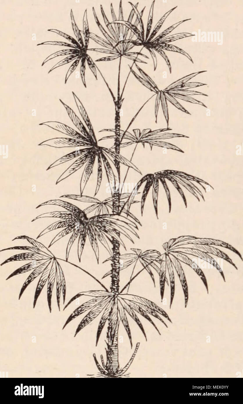 . Wörterbuch d'Gartenbau illustrÃ©/par D. Bois prÃ© Gesicht de Maxime Cornu avec la collaboration de E. André... [Et Al.]. . Abb. 758. - Rhapis flabelliformis Ait. Bhaponticum. Voir Centaurea. RHEUM L. (PolygonÃ © es.) Rhubarbe, Angl. : Bhubarb; Ail. : Rhabarber. Grandes herbes vi - vaces, Ã Rhizom charnu, subligneux. Dateien, sinuÃ © es, dentÃ © es ou palmatilobÃ © es, radicales, pÃ©tiolÃ © es. Fl. hermaphroditen ou mÃ¢ les par afortement, Petites, nombreuses, en grappes composÃ© es ou en panicules; Calice hartnäckig; 9 Ã © tamines; ovairetrigone; 8 stigmates subsessiles, Ã © talÃ © s; Obst à 3 Winkel Stockfoto