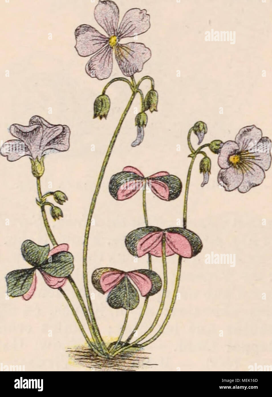 . Wörterbuch d'Gartenbau illustrÃ©/par D. Bois prÃ© Gesicht de Maxime Cornu avec la collaboration de E. André... [Et Al.]. . Abb. 648. Â OXALIS VIOLACEA l Emploi, Kultur des 0. Â Bildung de bor-ren, Ornement des rocailles; Semer les insb. annuelles en Juin, sous hiverner chÃ¢ssis, ou Semer en place en Avril; Les insb. vivaces se multiplient bulbilles surtout par les nombreuses qui se Dekor veloppent sur leur Rhizom. Gelände lÃ© Gers, sablonneux, chauds. Les 0. Meserveae et surtout Deppei sind cultivÃ © s comme alimen-taires, ou curieuses Plantes; se multiplient par Tuberkeln. Pl Stockfoto