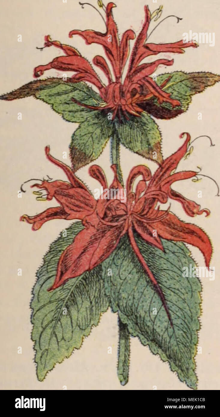 . Wörterbuch d'Gartenbau illustrÃ©/par D. Bois prÃ© Gesicht de Maxime Cornu avec la collaboration de E. André... [Et Al.]. . Abb. 590. Â TlIÃ D'OS'. VKGO. MONAKDA DIDYMA Mondviole Lunaria Nom allemand du Bien-nis. MONILIFORME. En forme de Chapelet. Monkey-Flower. Nom anglais des Mimulus. Monkey-Puzzle. Nom anglais de VAraucaria • mbricata. Mönch's-Haube. Nom anglais des Aconitum. Monnaie du Pape. Nom vulgaire du Lunaria biennis. Vulgaire monnoyere Nom du Lunaria biennis. MONOGÃLÅTUM Naud. (MÃ©lastomacÃ © es.) Ar-orisseaux et sous-arbrisseaux dressÃ©s, rameux; Dateien ovales ou lancÃ© olÃ©e Stockfoto