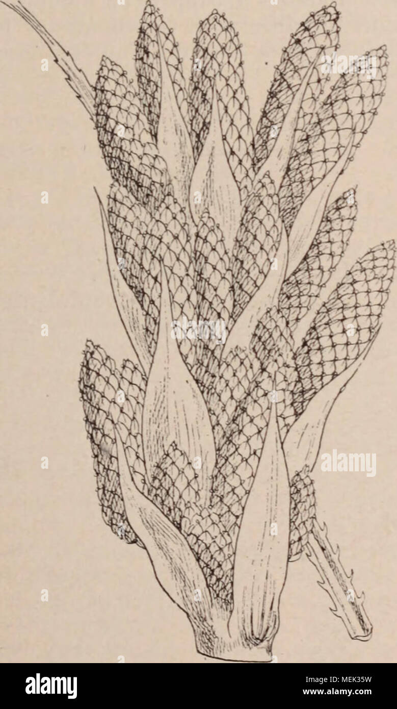 . Wörterbuch d'Gartenbau illustrÃ©/par D. Bois prÃ© Gesicht de Maxime Cornu avec la collaboration de E. André... [Et Al.]. . Abb. 299. Â Dasyliriox acrotrichum Zucc. pattes antÃ © rieures Ã©tendues en avant dans le re-pos. Chenilles pourvues de Brosses de poils Ser-rÃ©s sur les anneaux du Milieu et d'un pinceau de poils sur le onziÃ¨me Espò ¨ ces peu nombreuses. D. pudibunda L. Papillon de 50 à 55 mm denvergure, d'un gris blanchÃ¢tre, avec Les Ailes MarquÃ©es de Points noirs et de Linien transver-brunÃ¢ Tres. Commun Au Printemps dans toute la France. Les chenilles, de Couleur Verte Stockfoto