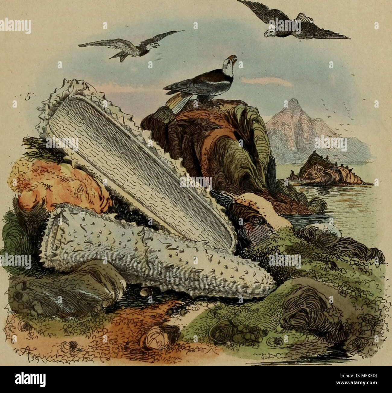 . Wörterbuch pittoresque d'histoire naturelle et des phénomènes de la Nature. Py-giAic 2..' Ich. l'Pyrocbre vramidelles 4 .5 Pyroaoine/', CruArÔl dir. Stockfoto