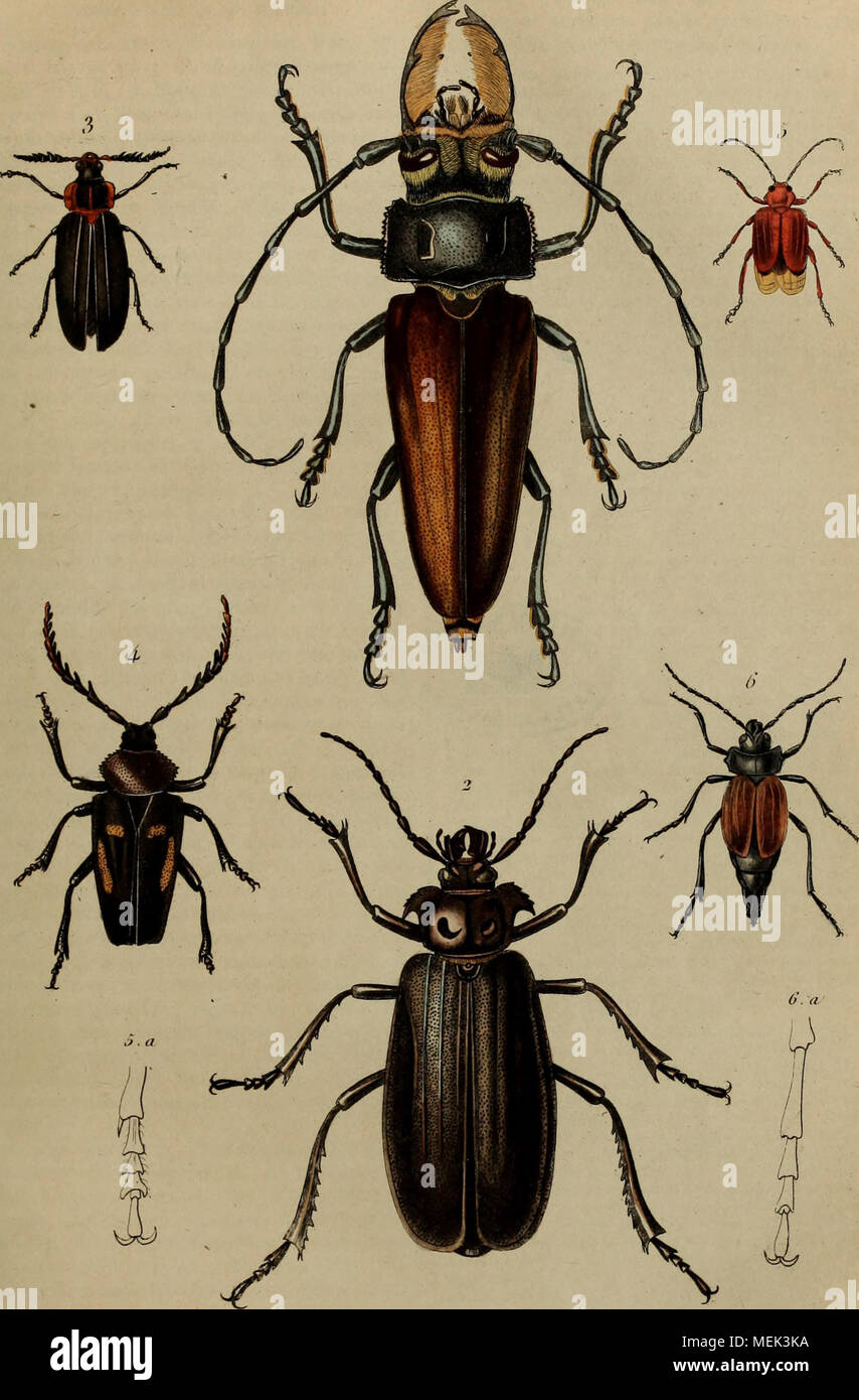 . Wörterbuch pittoresque d'histoire naturelle et des phÃ © nomÃ¨nes de la Nature. Priones • ft-va} d) OVryJsrtiiU&lt; fr K Première ¨ J-Ã¹i eingerichtet Stockfoto