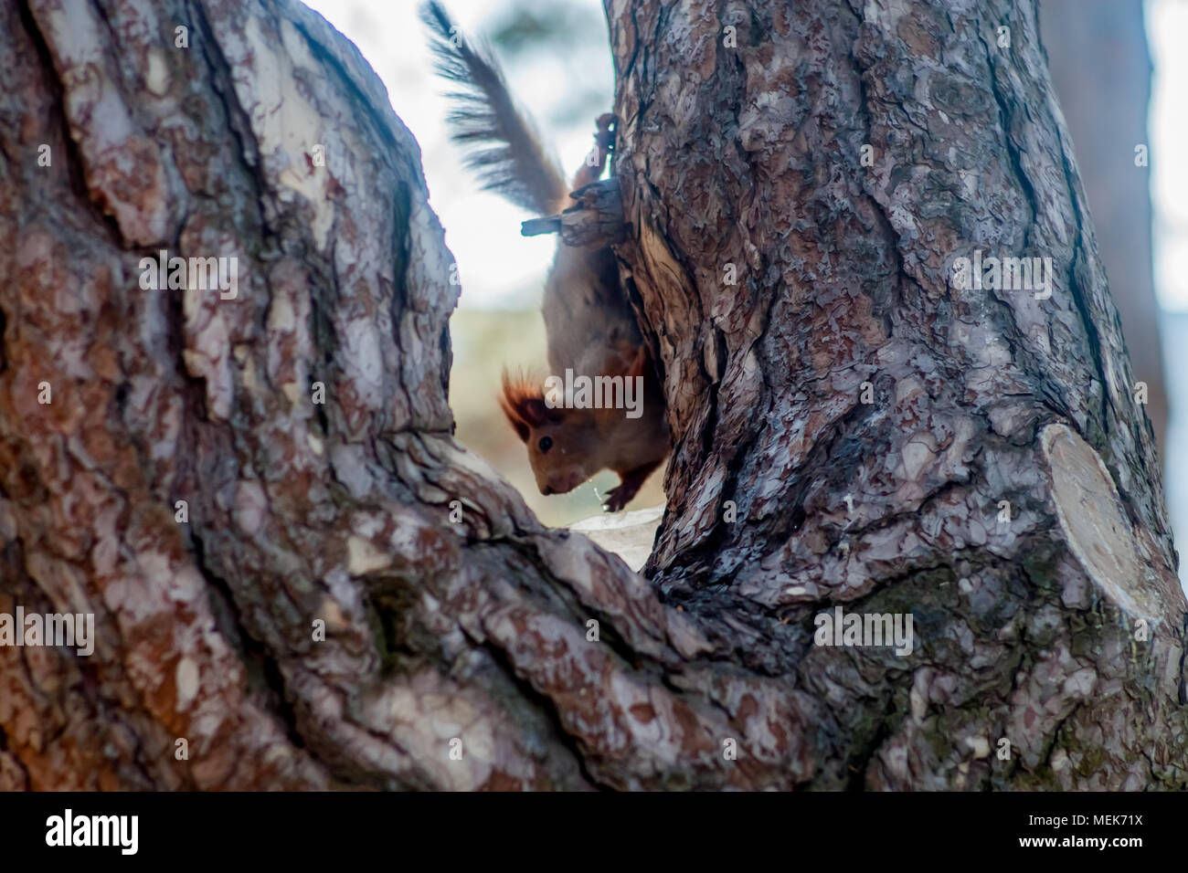 Eichhörnchen sitzt auf einem Moos bedeckt Baumstumpf Stockfoto